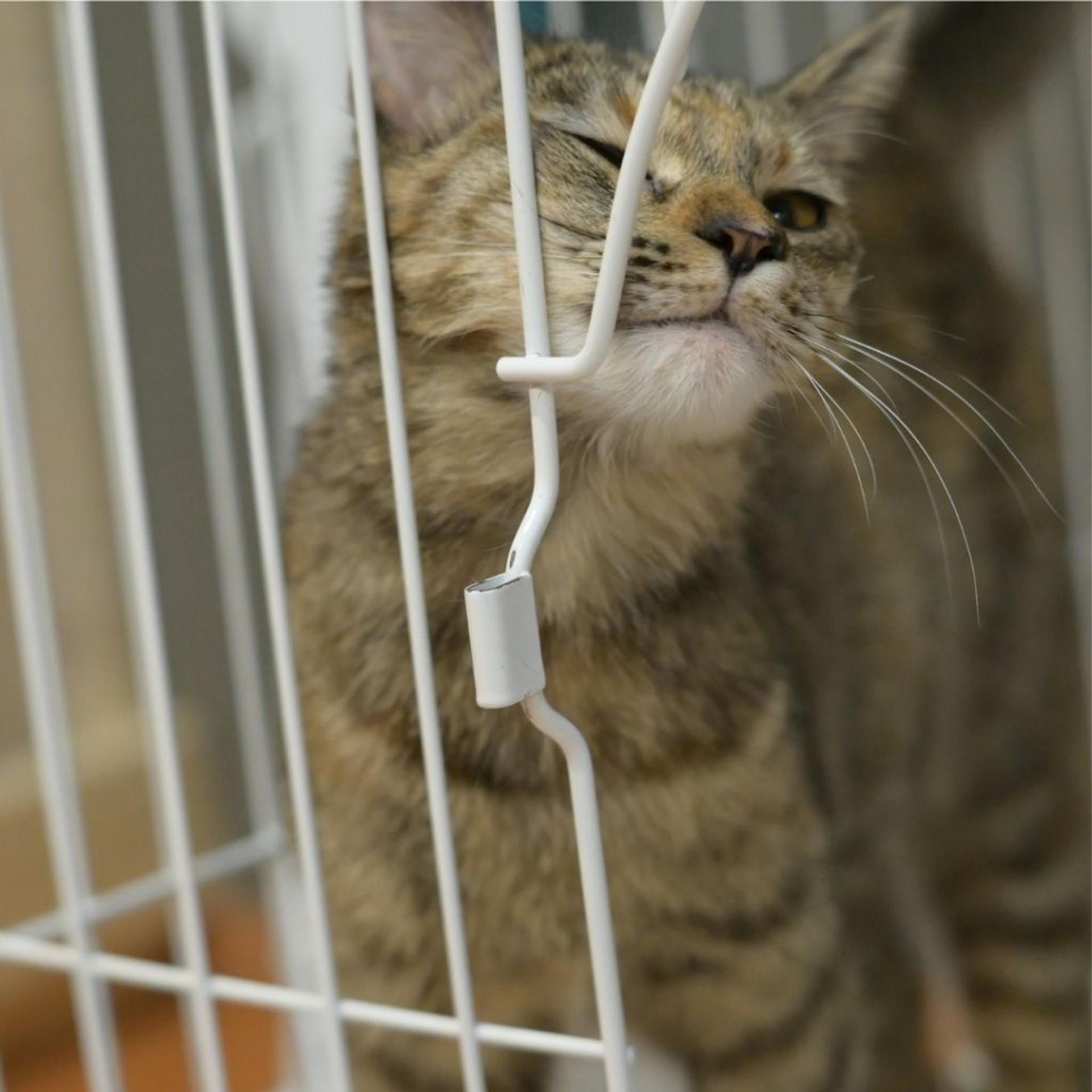 pet-image-9