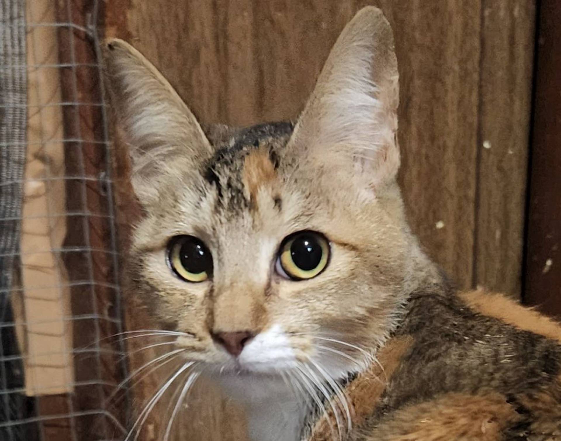 雑種（ミックス猫）・メスの里親募集の写真