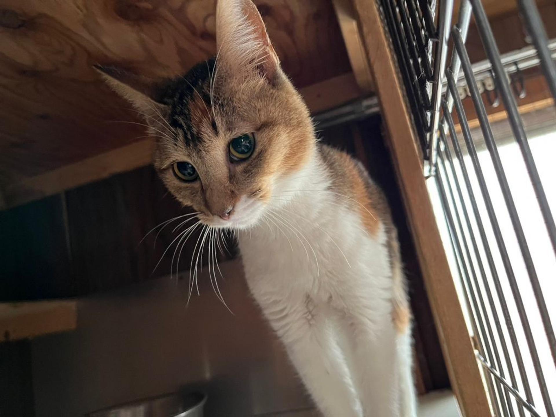 pet-image-2
