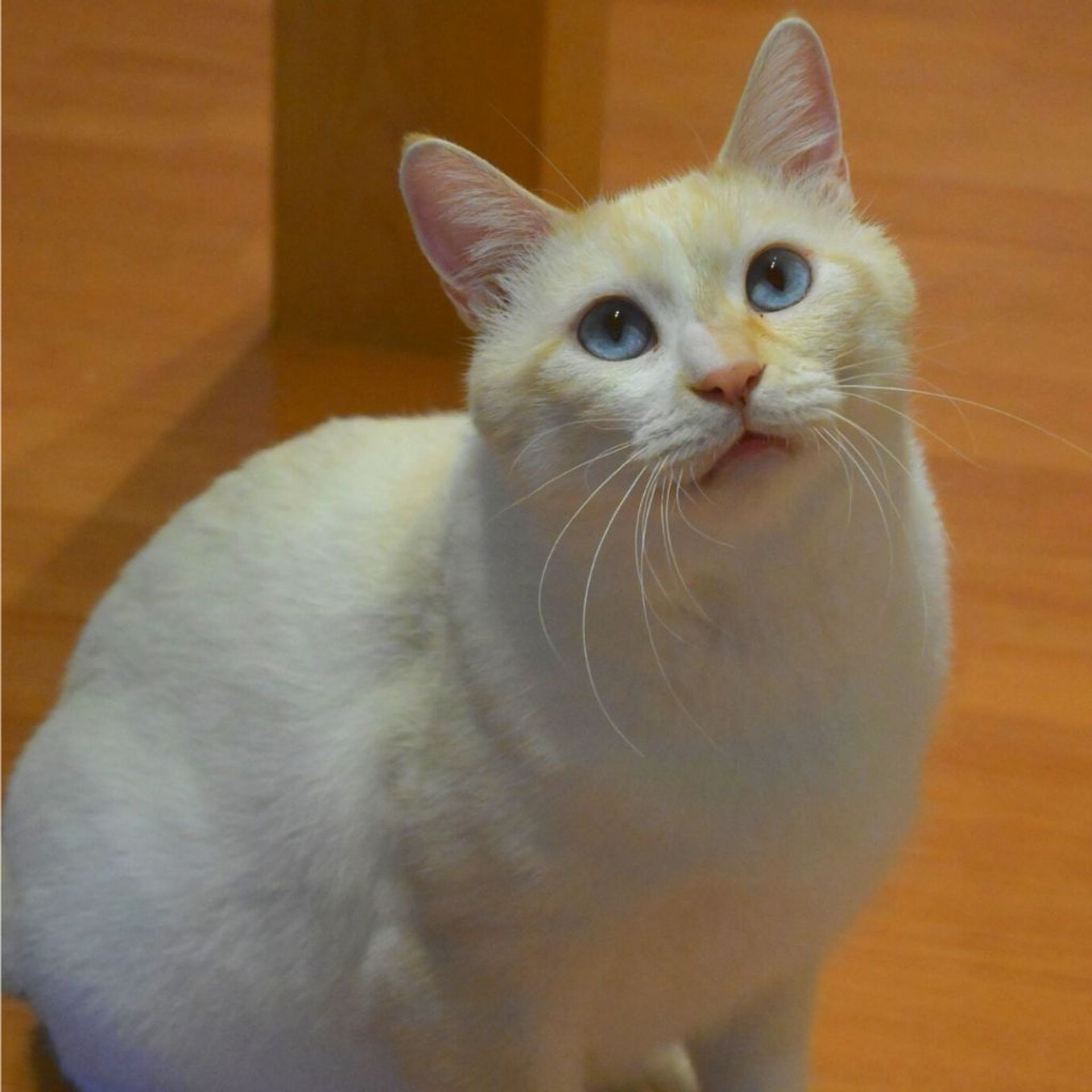 雑種（ミックス猫）・オスの里親募集の写真