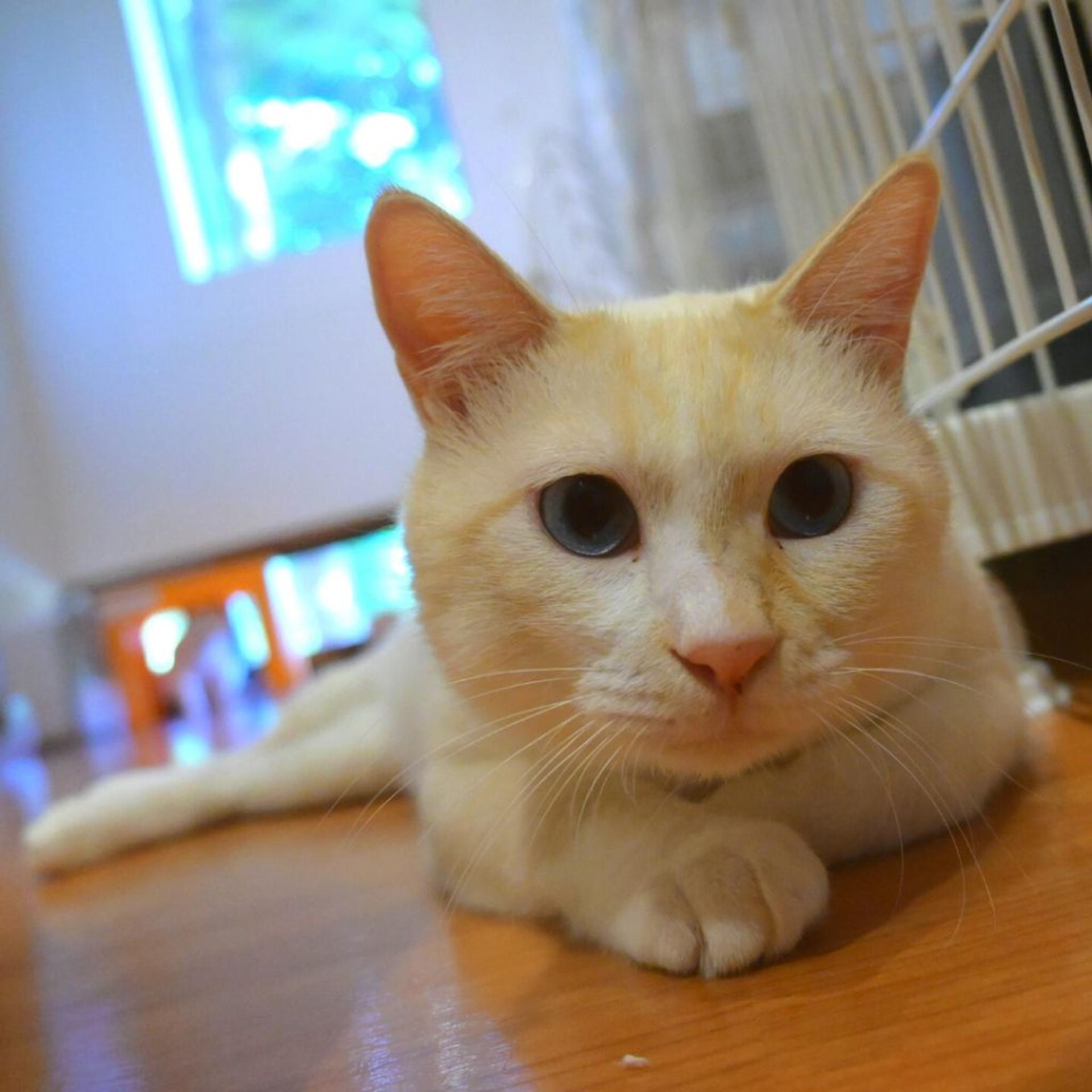 pet-image-2