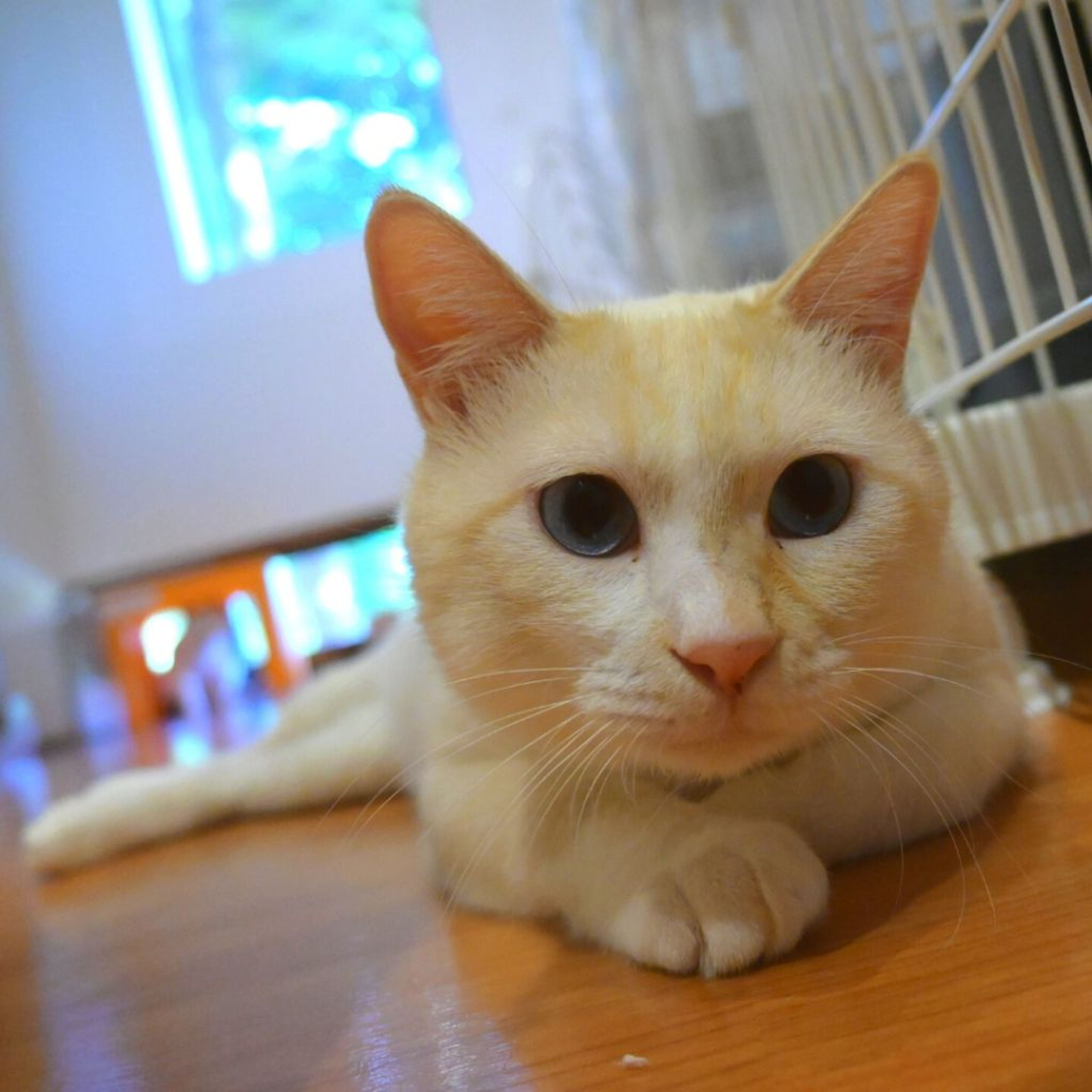 pet-image-2