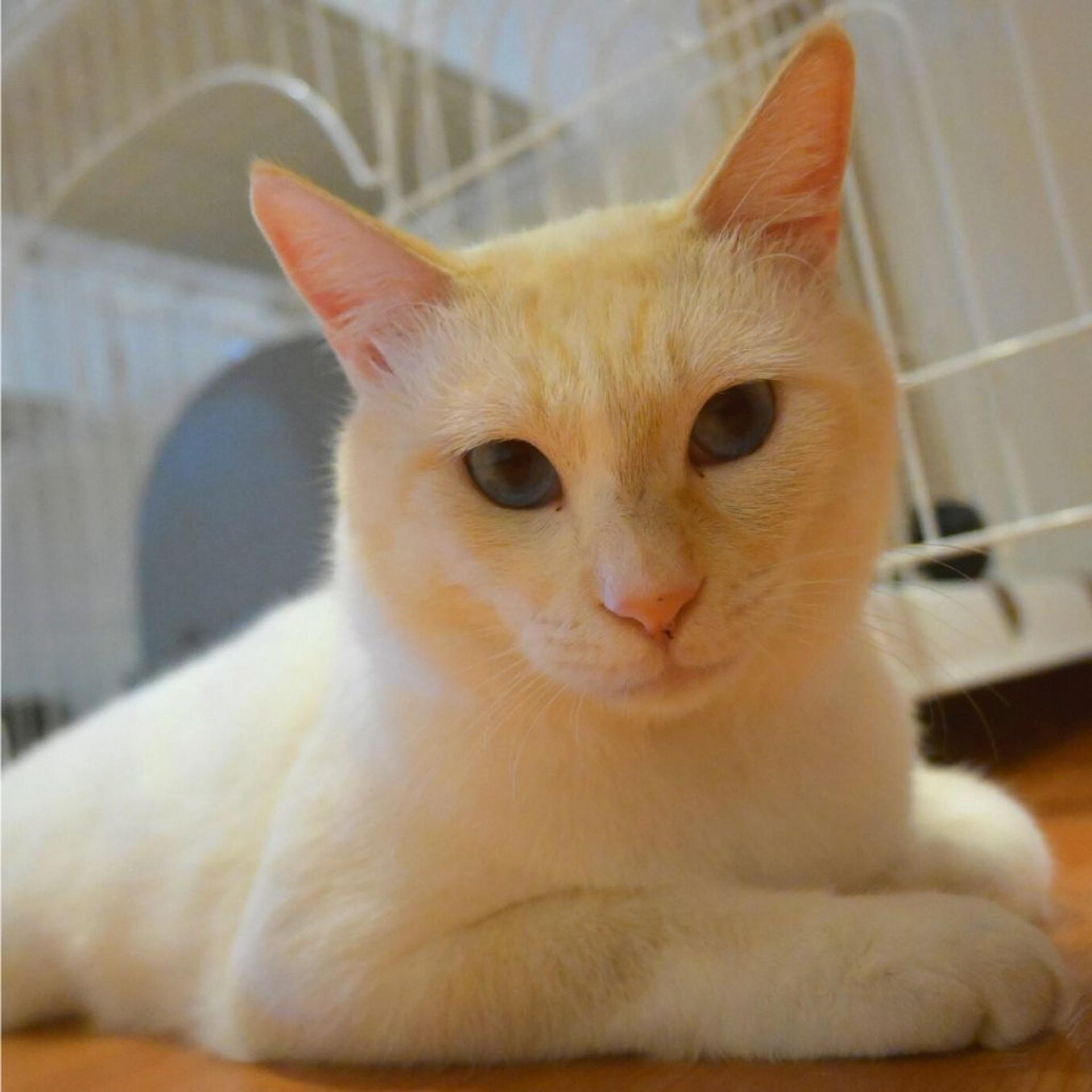 pet-image-3