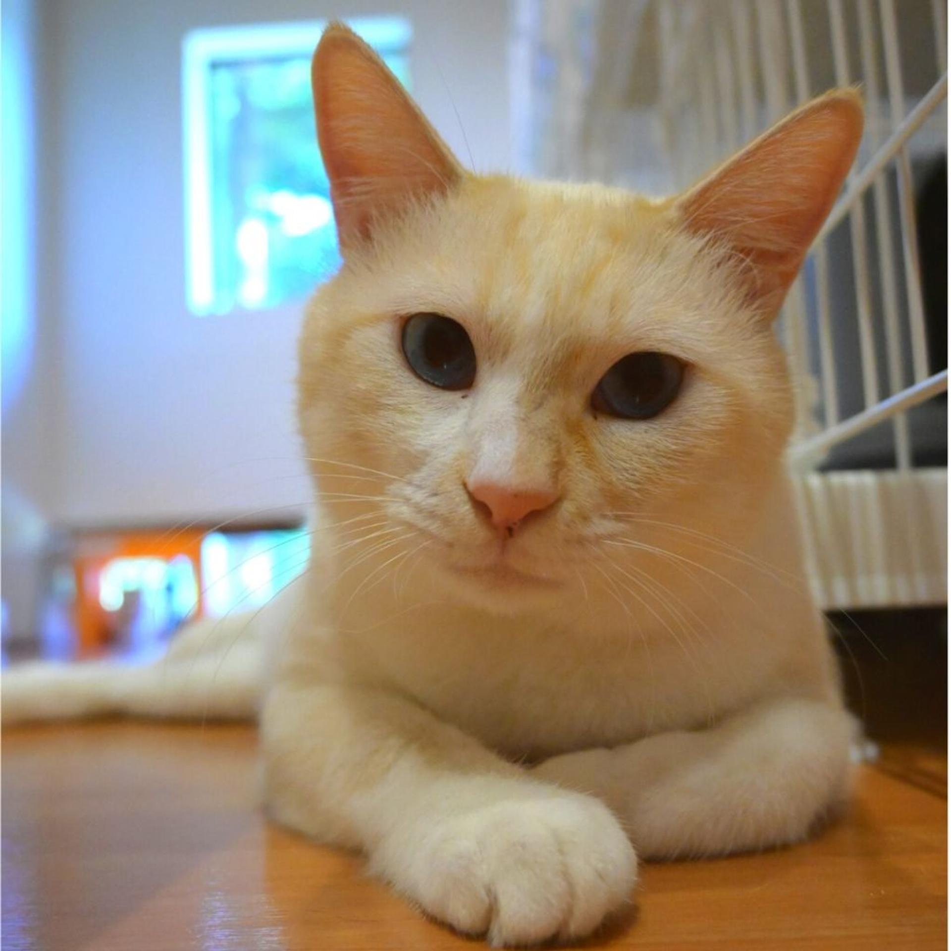 pet-image-4