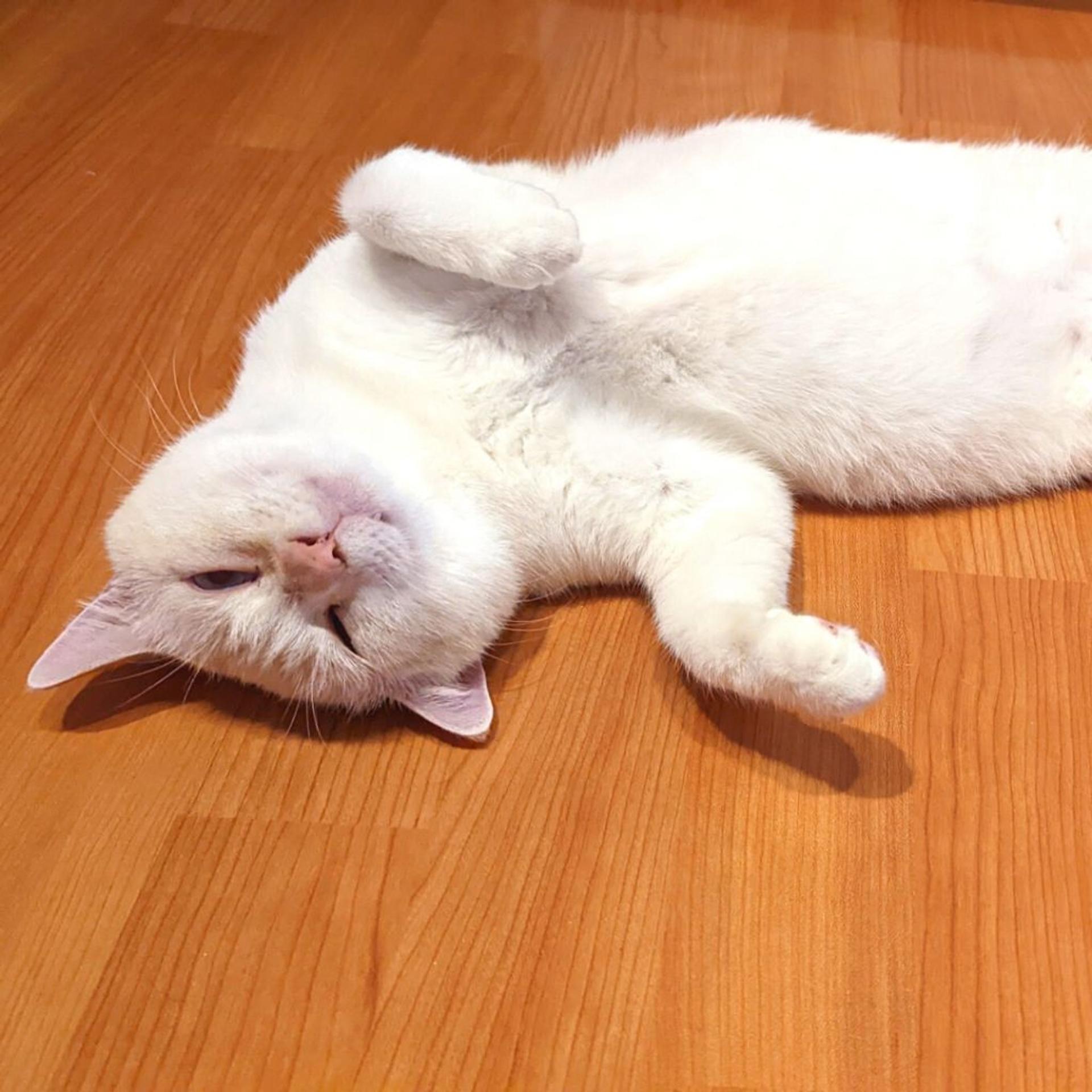 pet-image-5