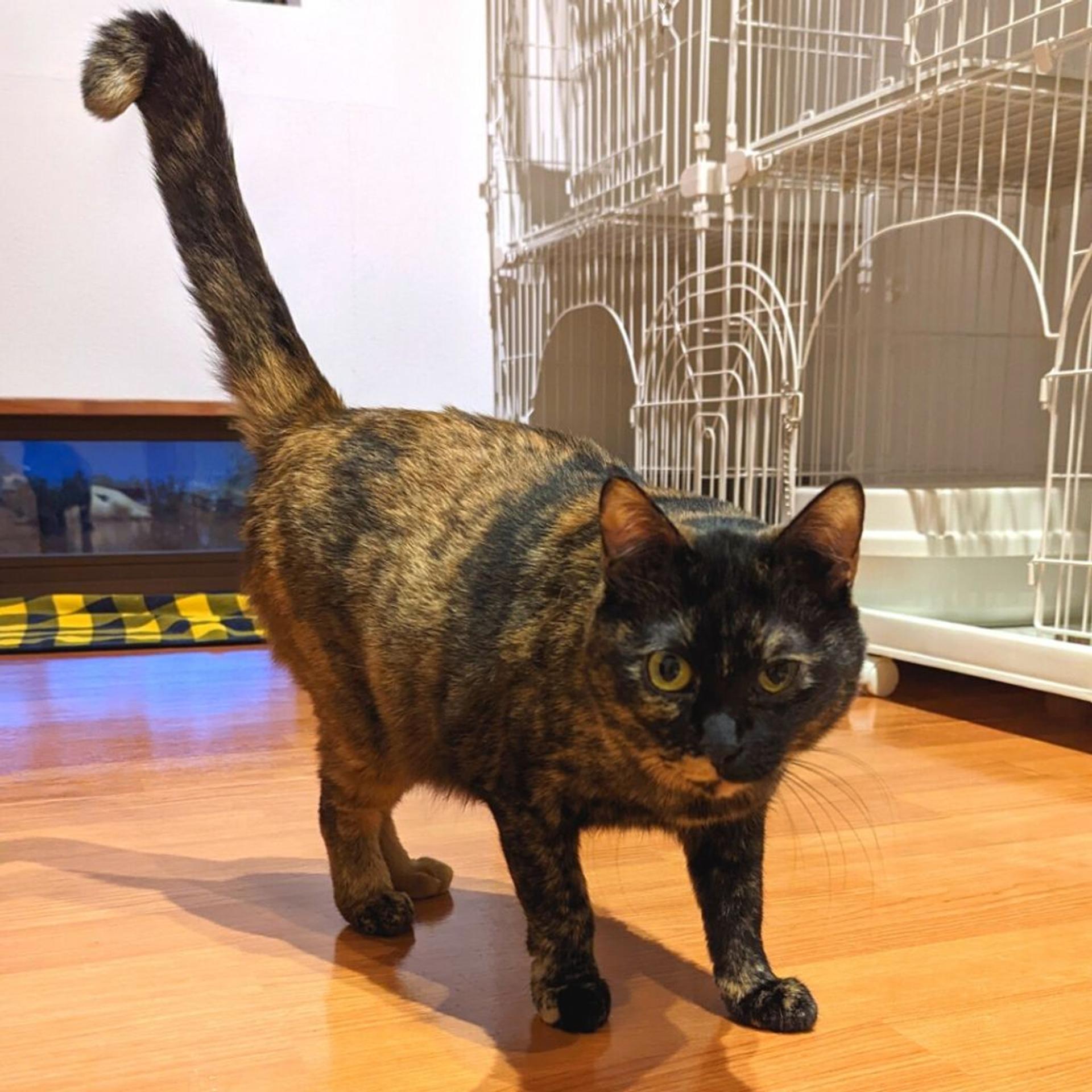 pet-image-4