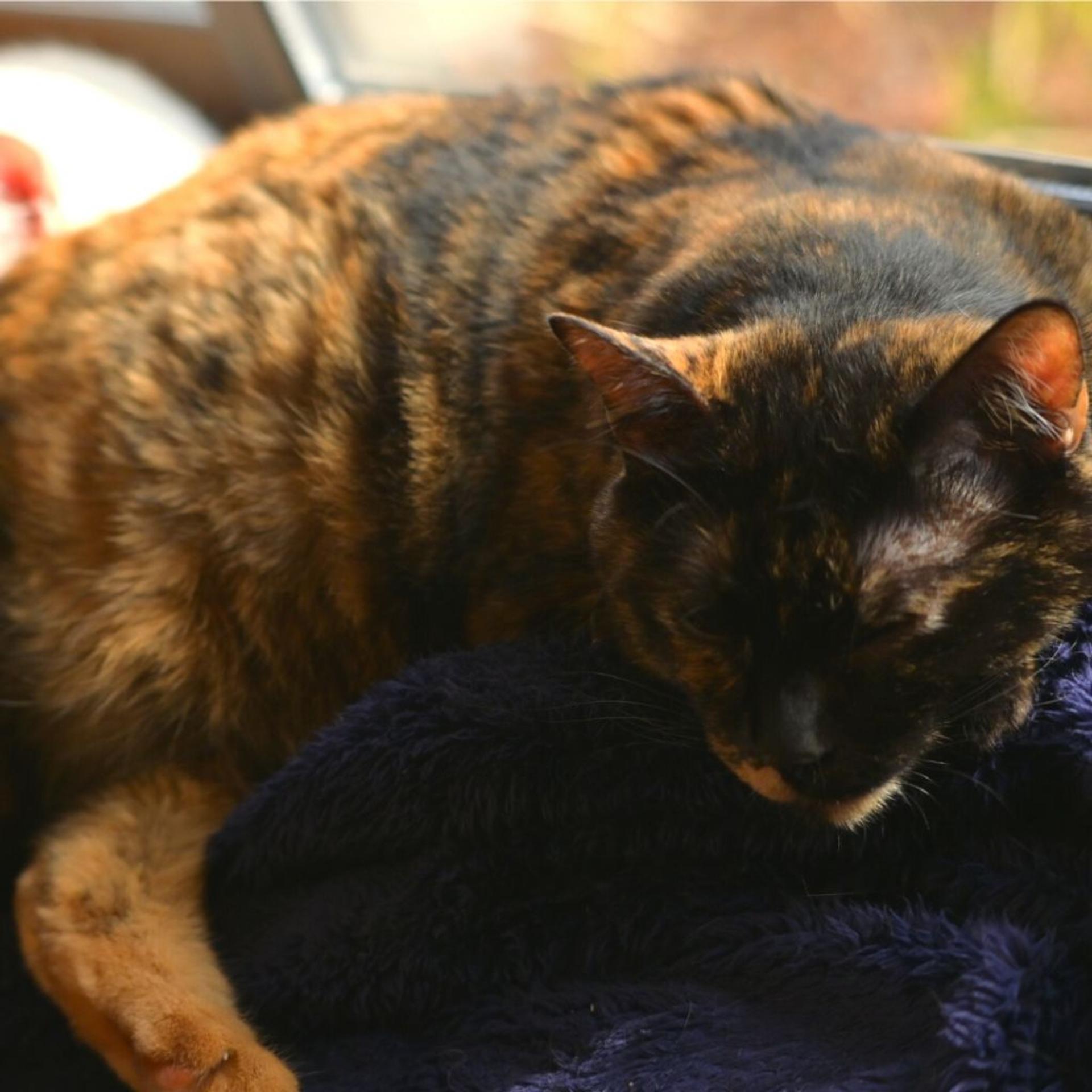 pet-image-9
