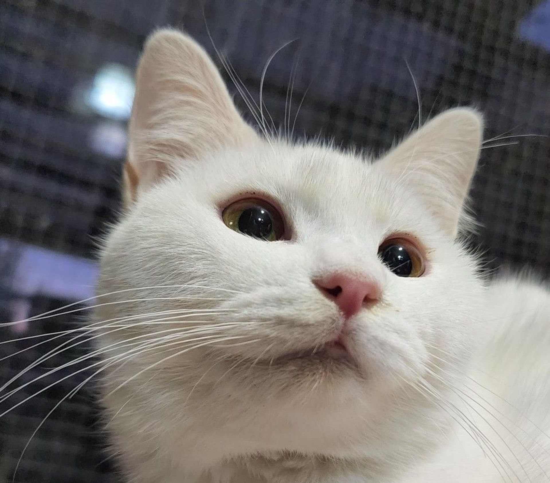 雑種（ミックス猫）・メスの里親募集の写真