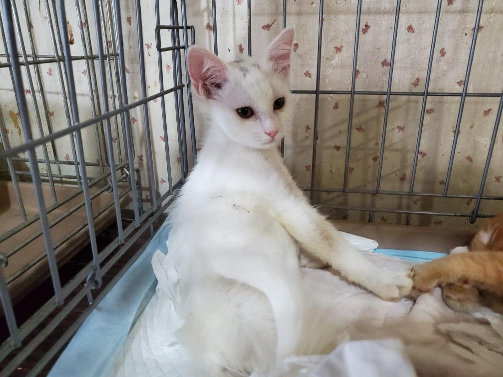 pet-image-3