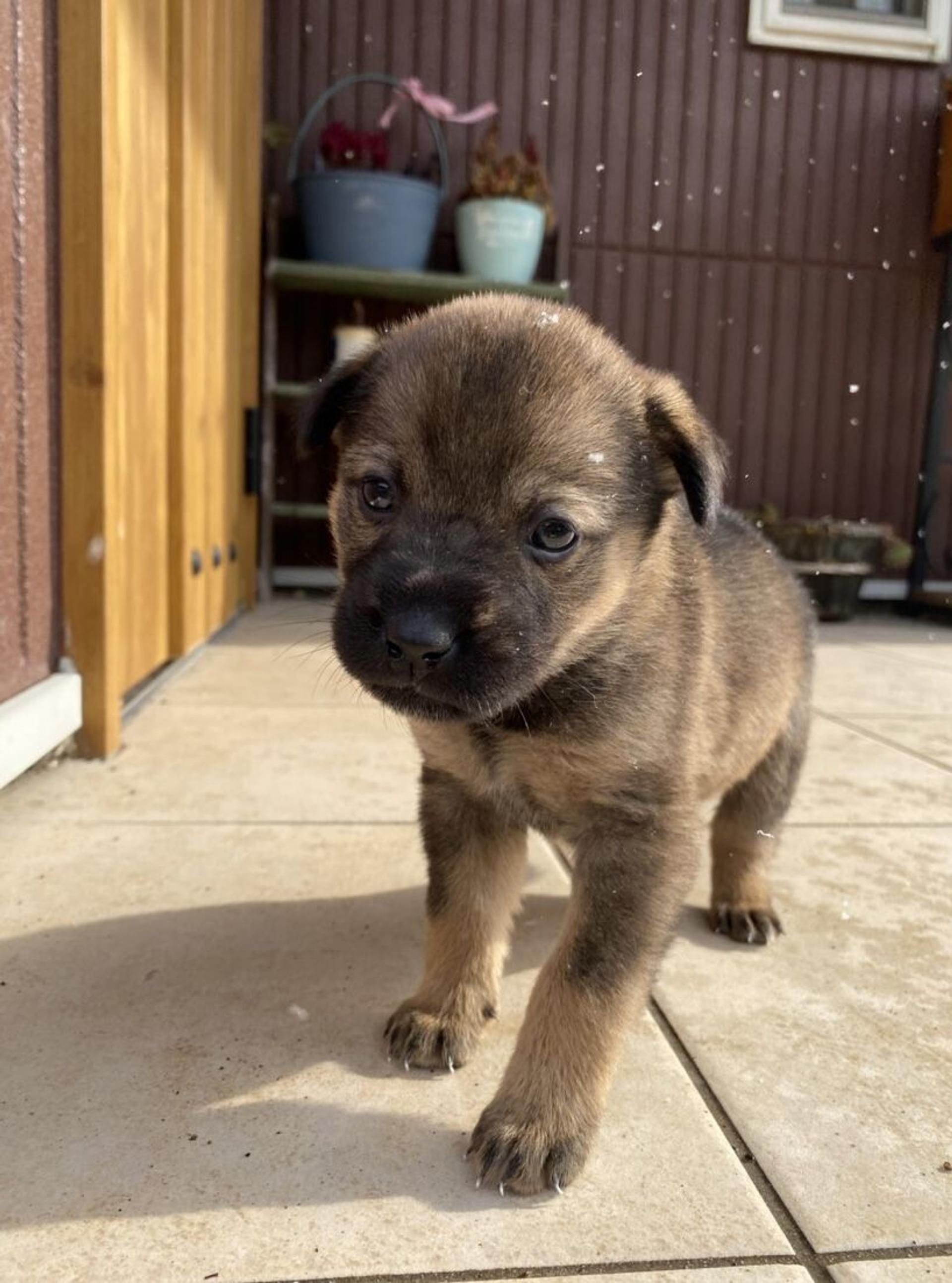 pet-image-2