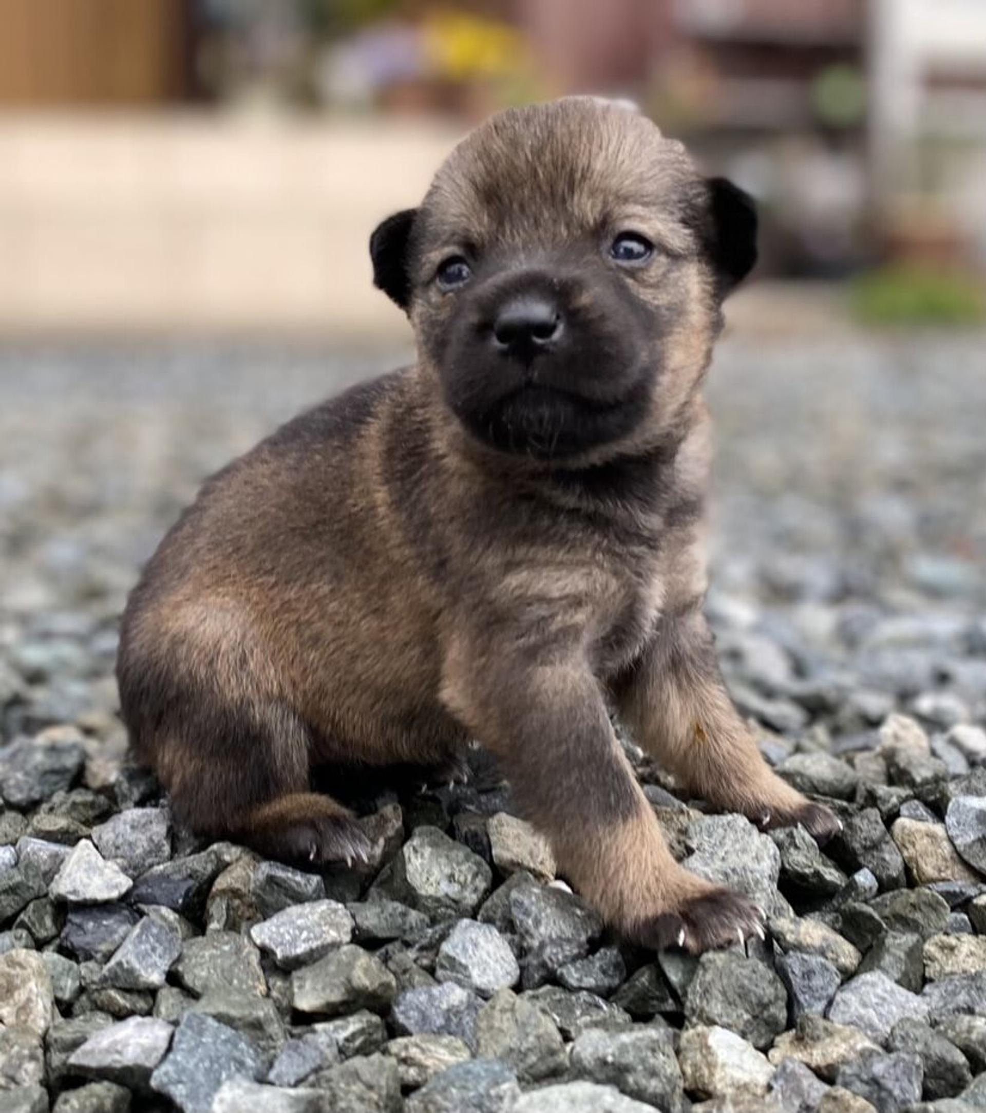 pet-image-6