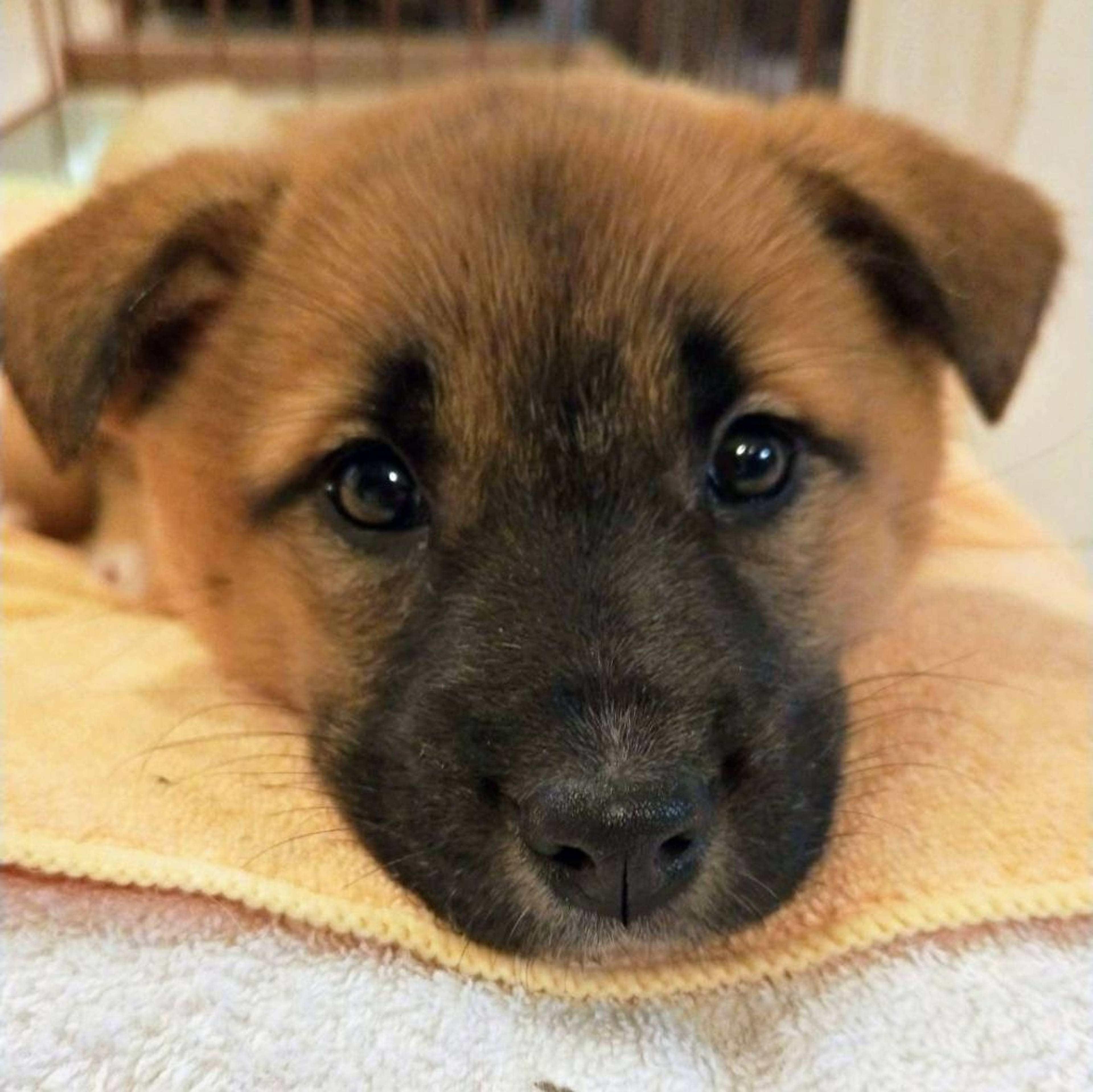 雑種（ミックス犬）・メスの里親募集の写真