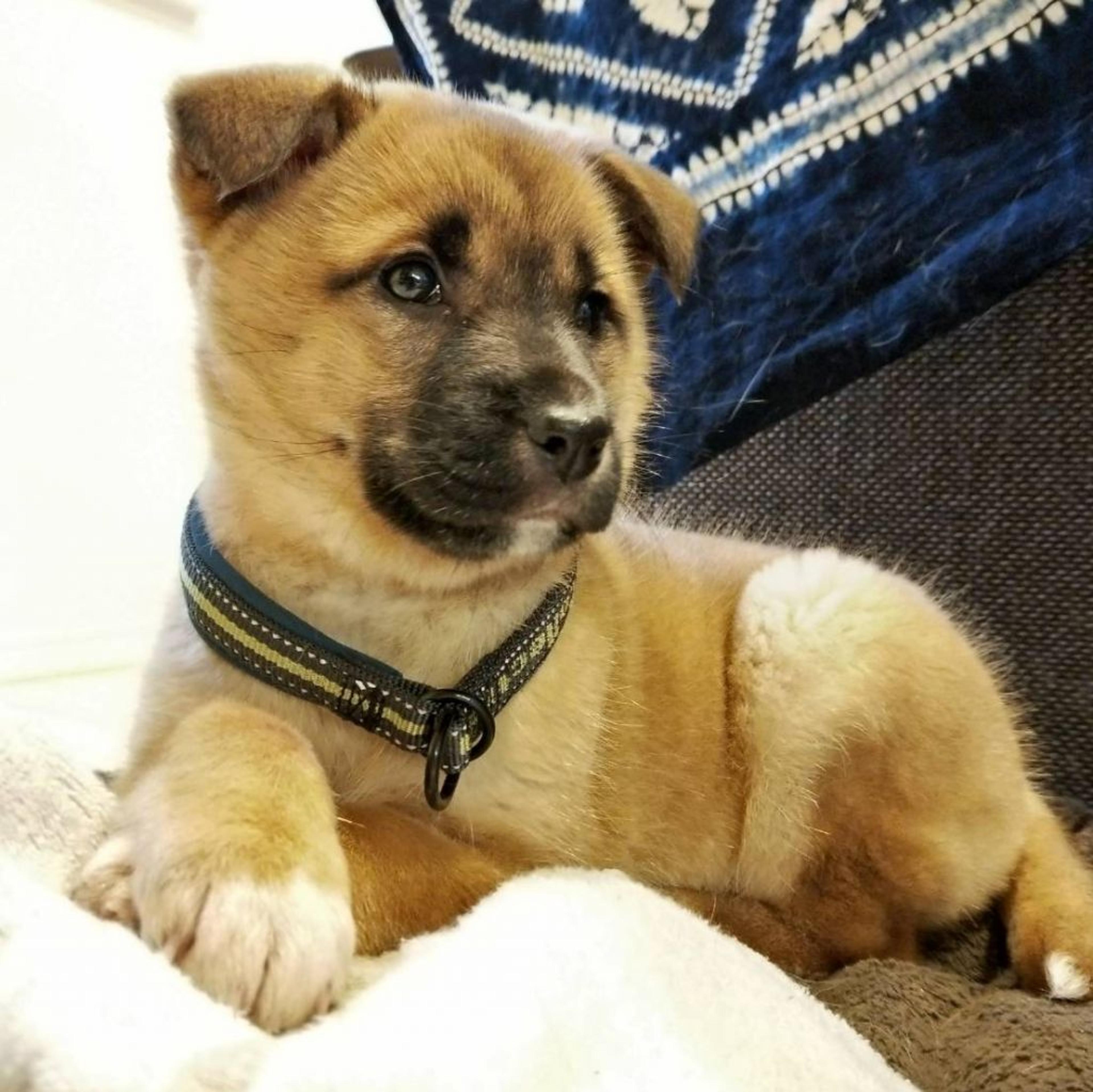 pet-image-2