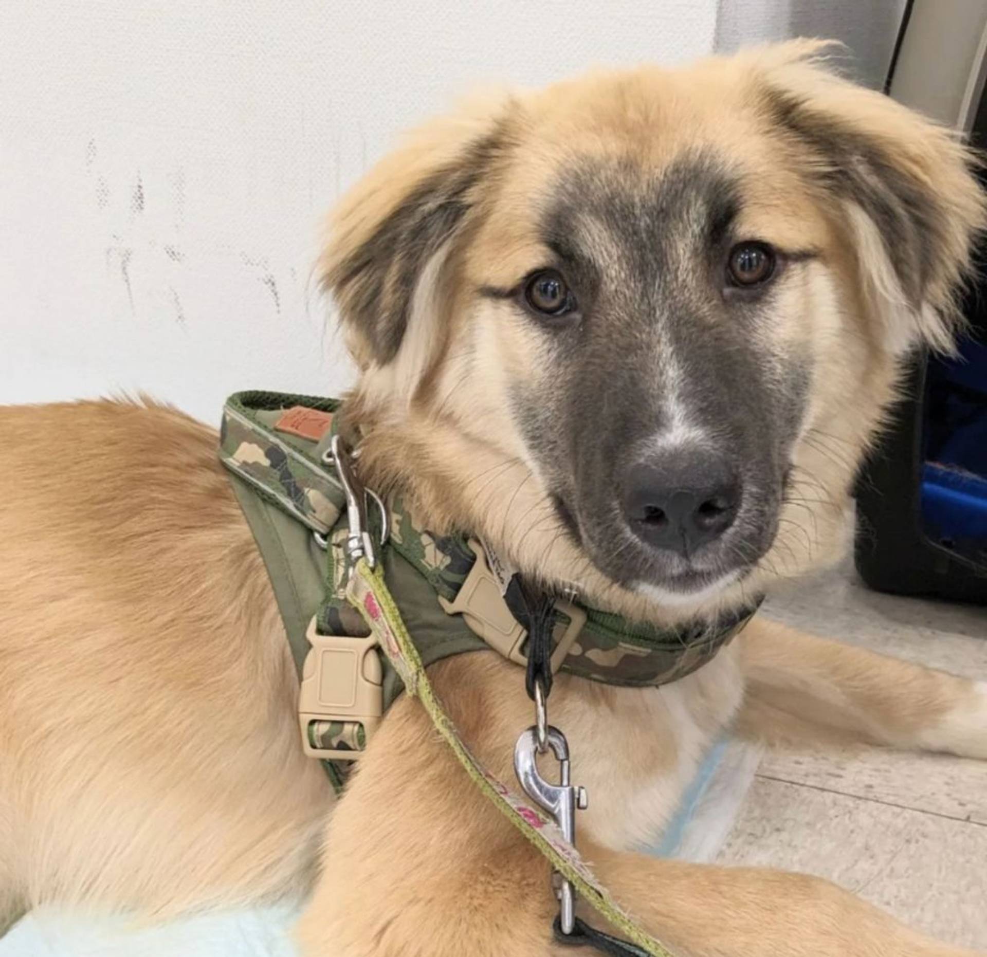 雑種（ミックス犬）・オスの里親募集の写真