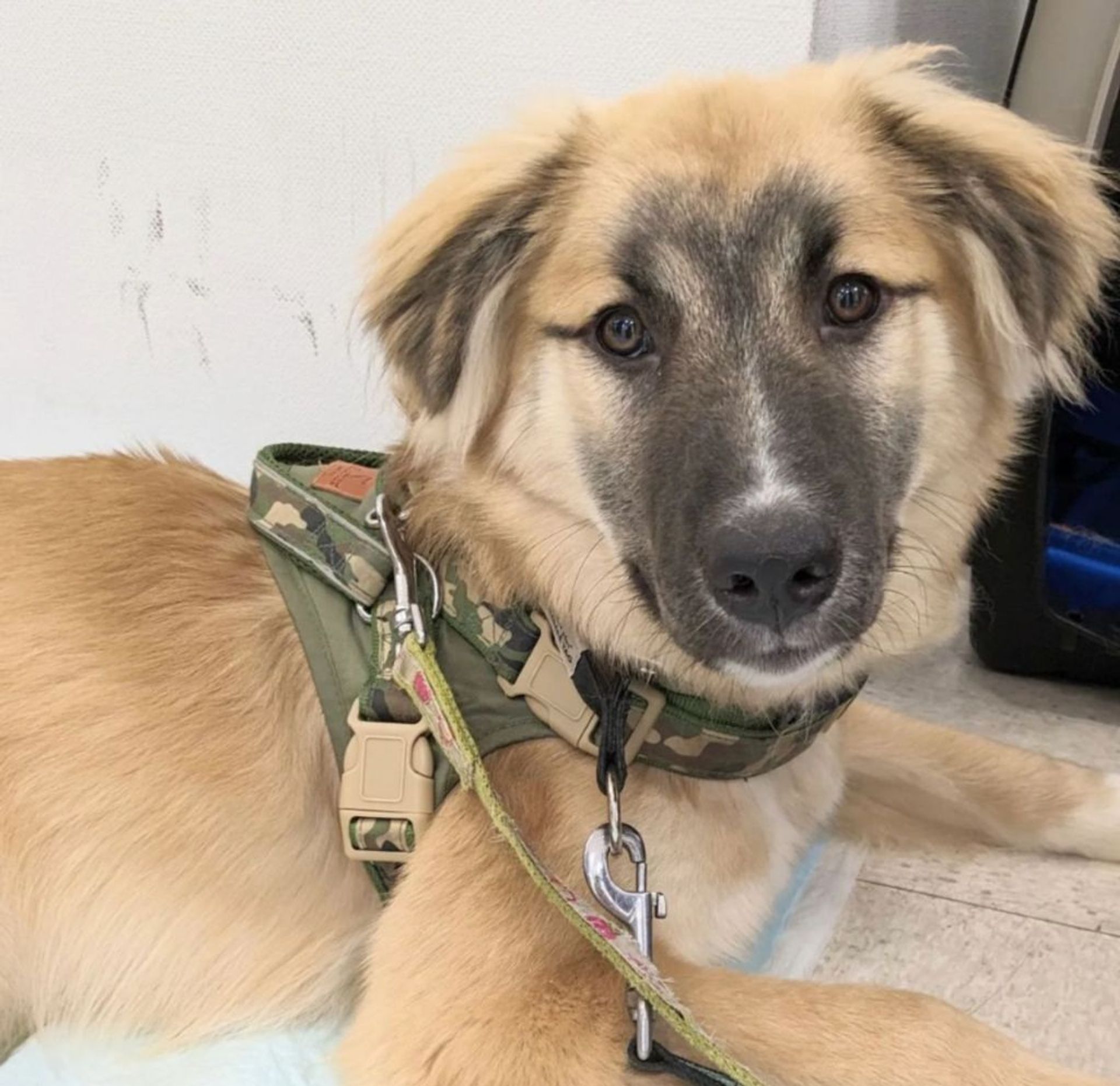 雑種（ミックス犬）・オスの里親募集の写真
