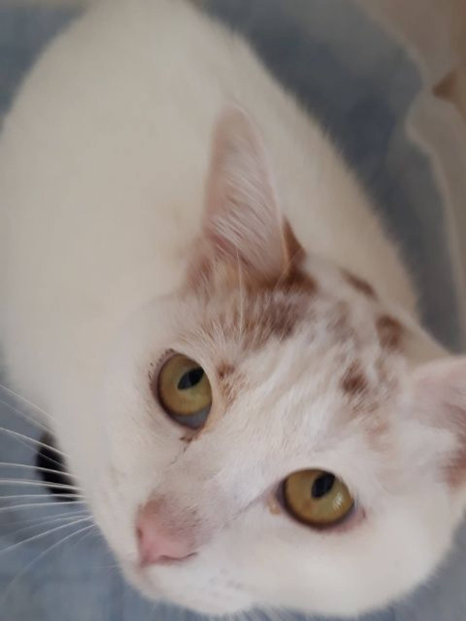 雑種（ミックス猫）・メスの里親募集の写真