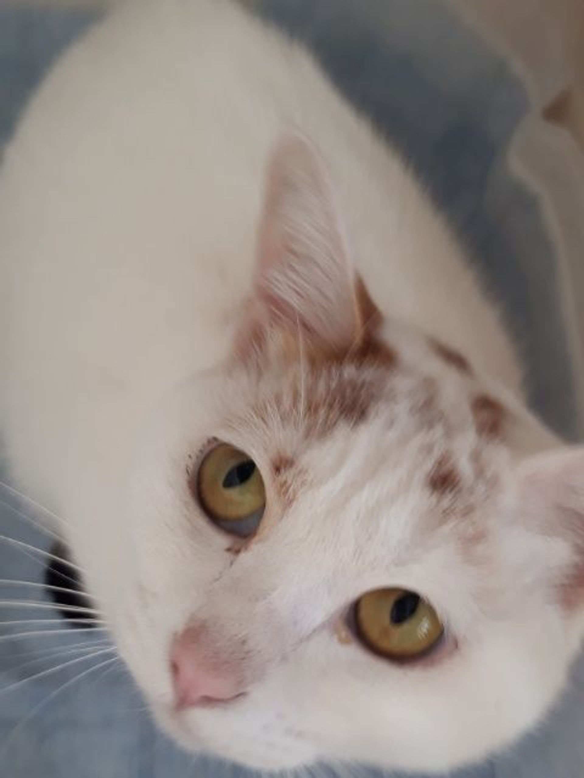 雑種（ミックス猫）・メスの里親募集の写真