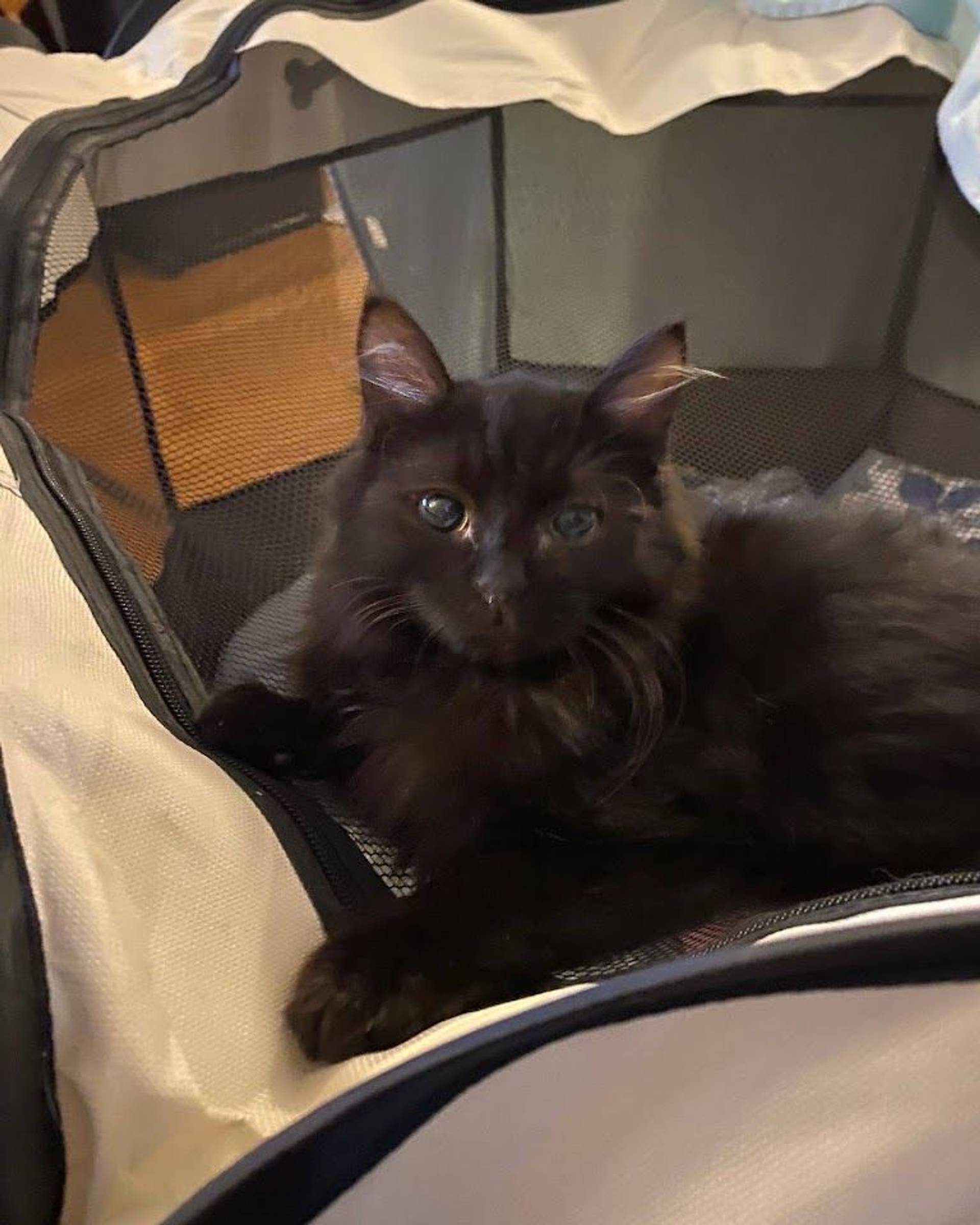 雑種（ミックス猫）・オスの里親募集の写真