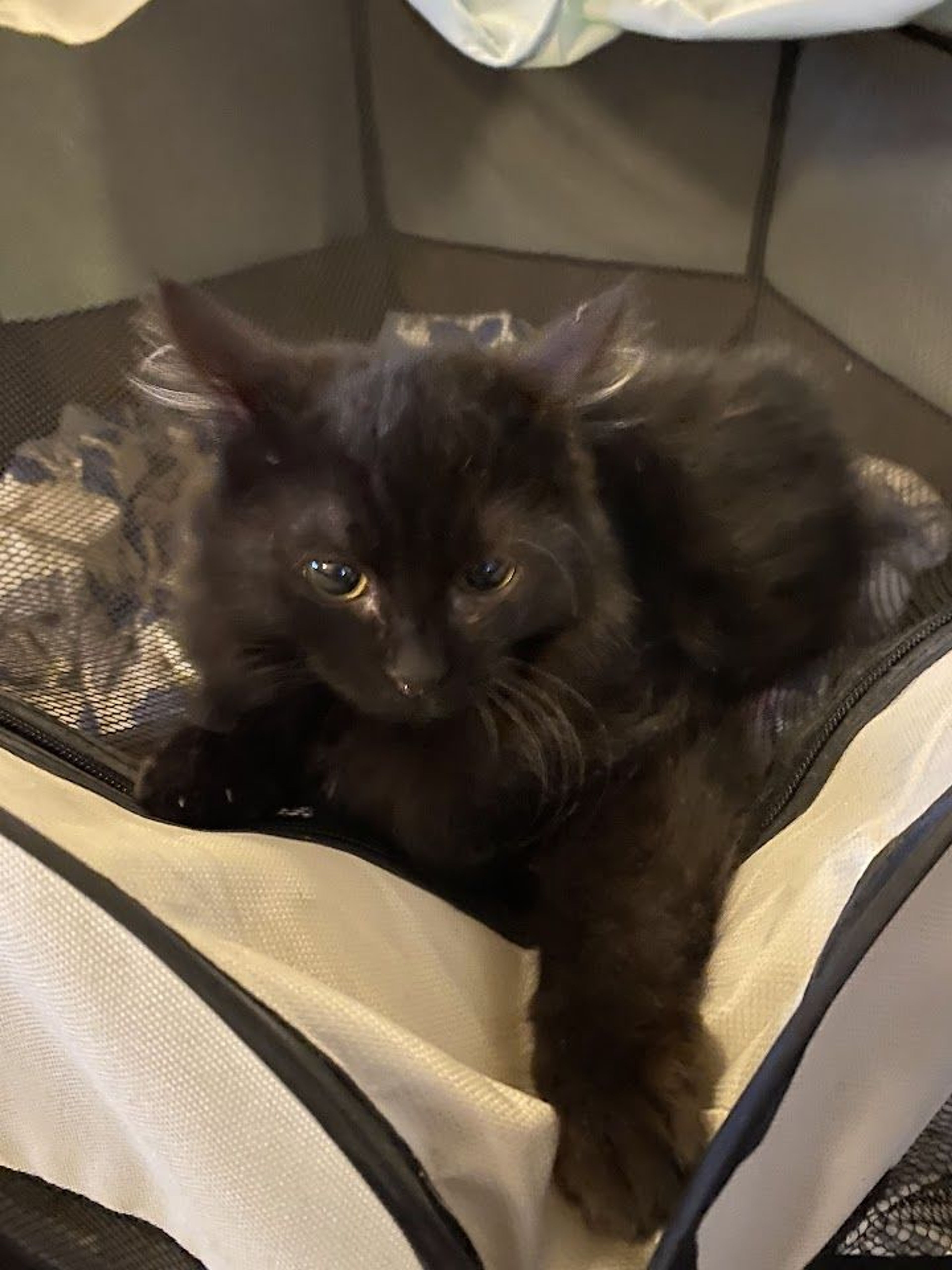 pet-image-2