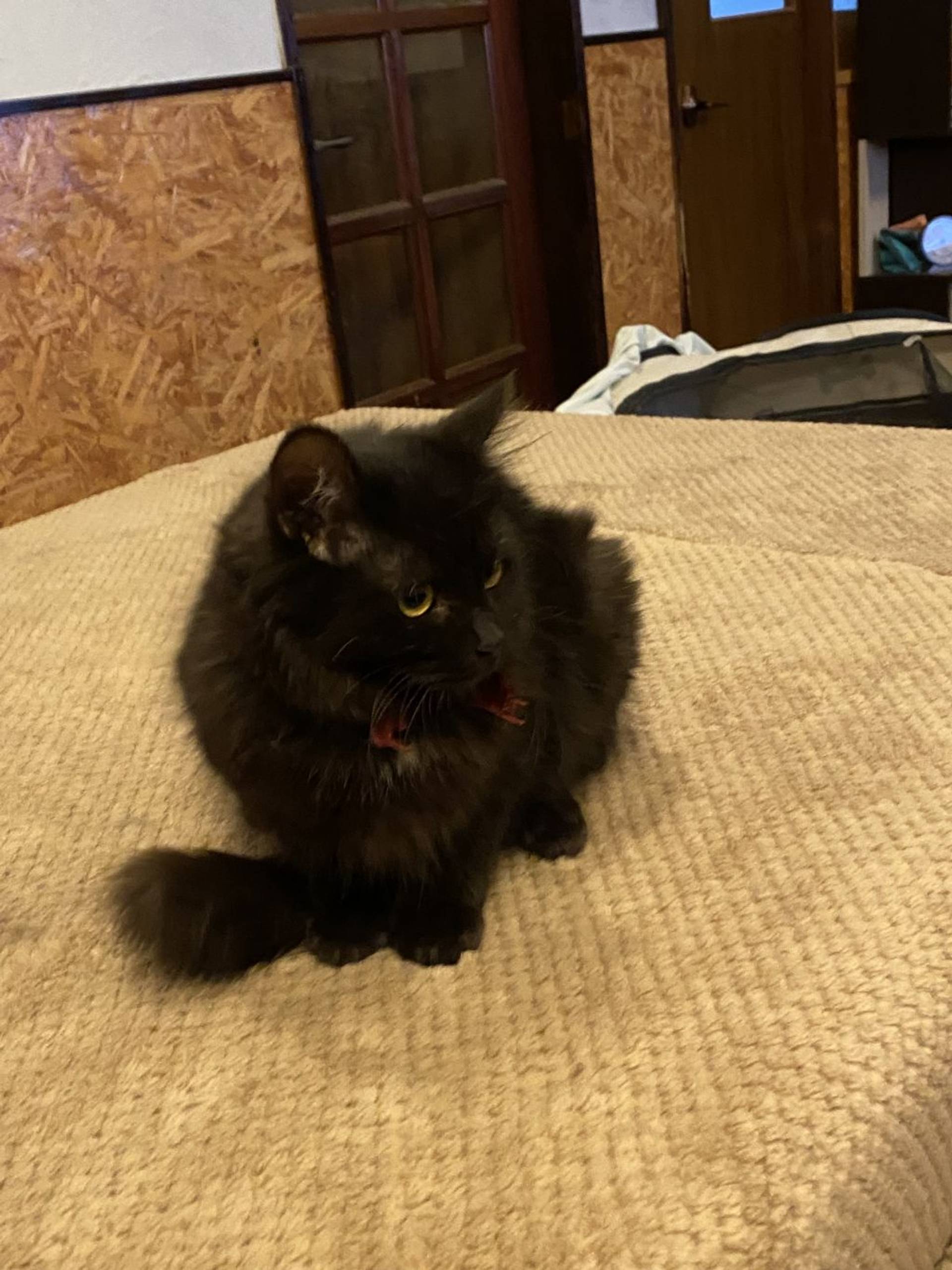 雑種（ミックス猫）・オスの里親募集の写真
