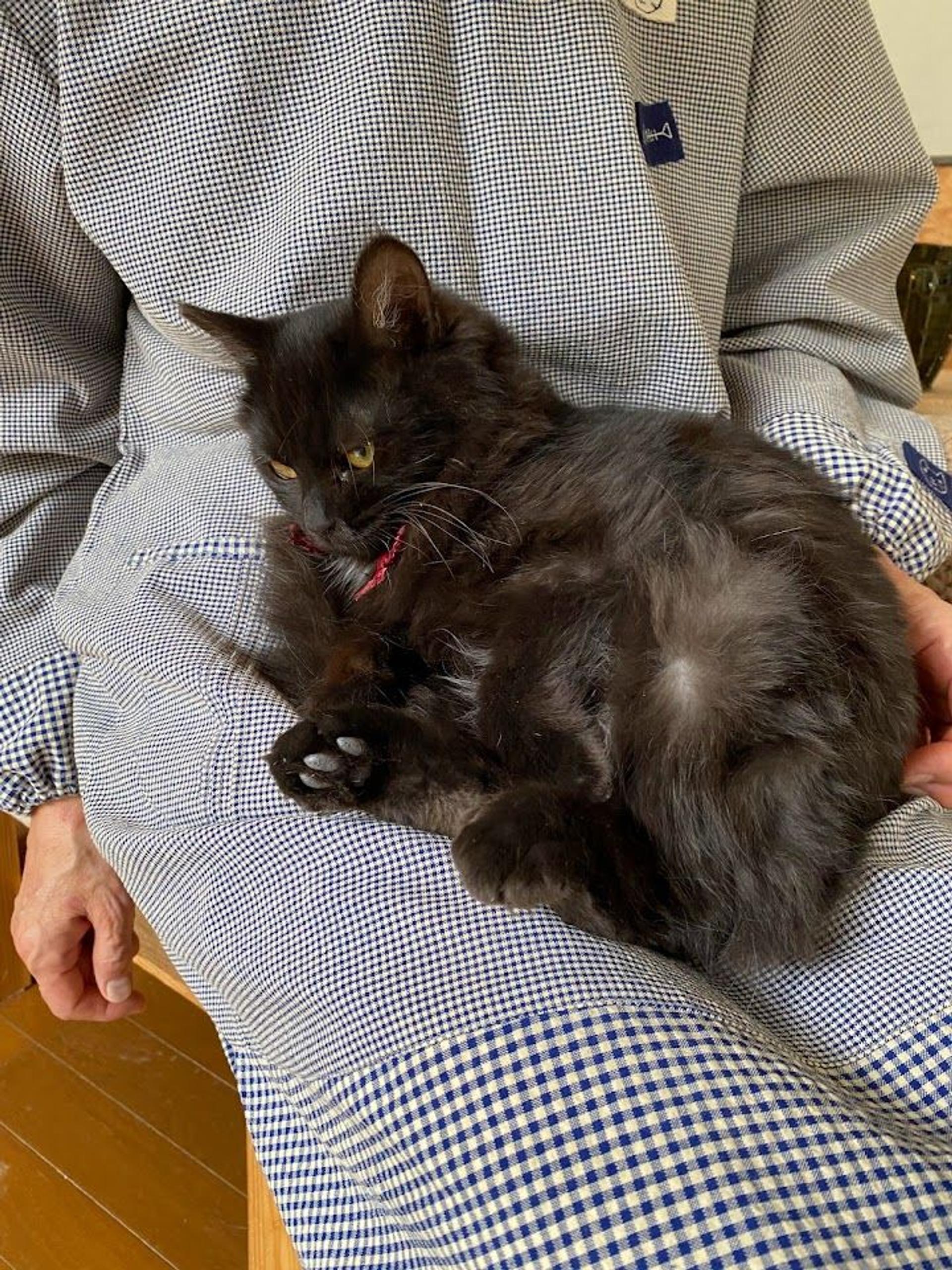 pet-image-5