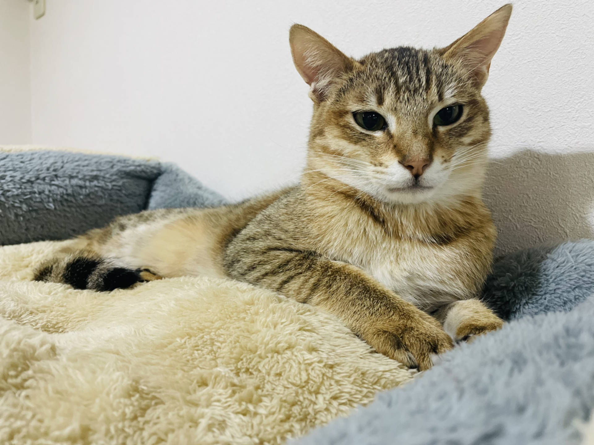 雑種（ミックス猫）・オスの里親募集の写真