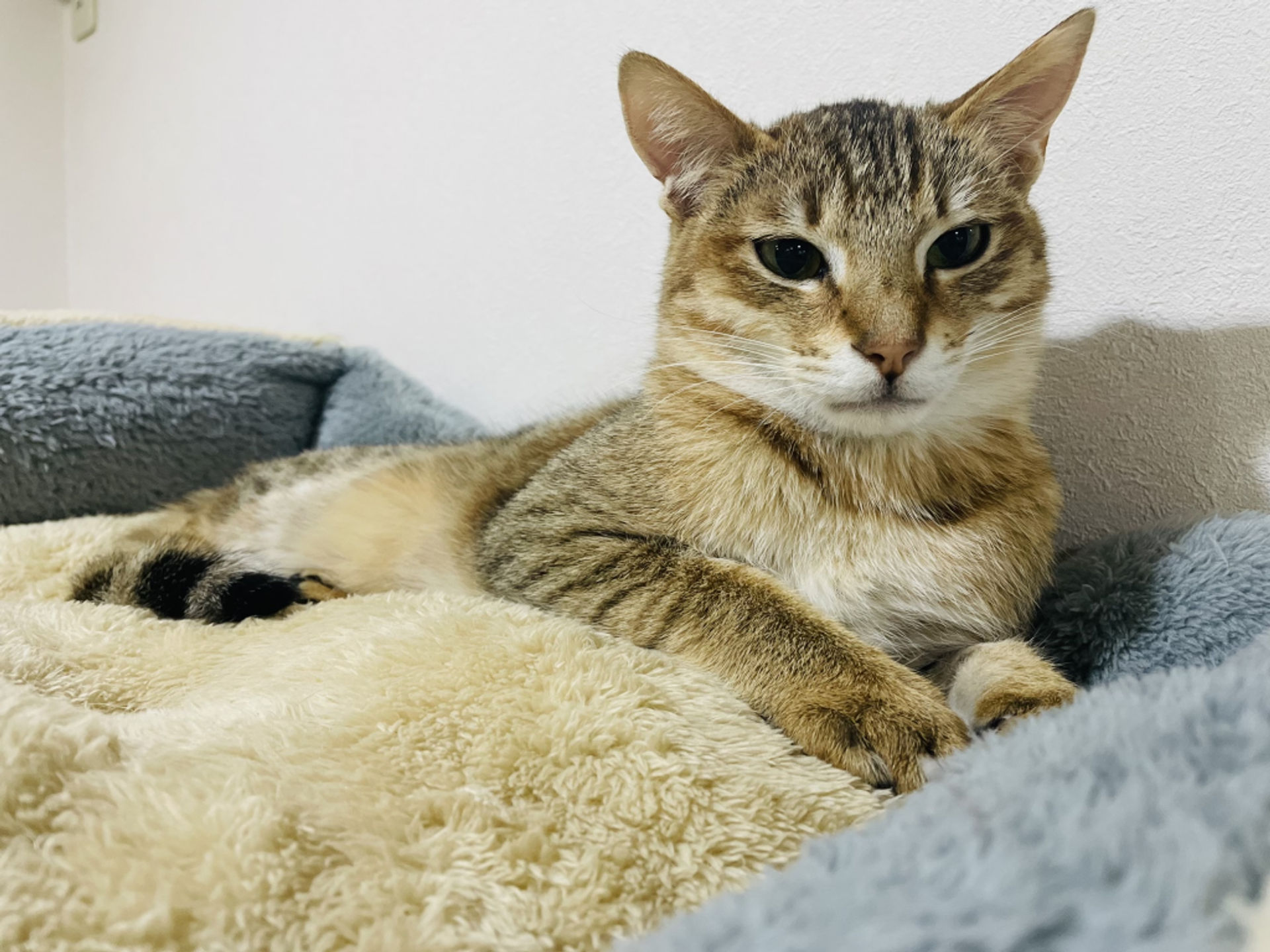 雑種（ミックス猫）・オスの里親募集の写真