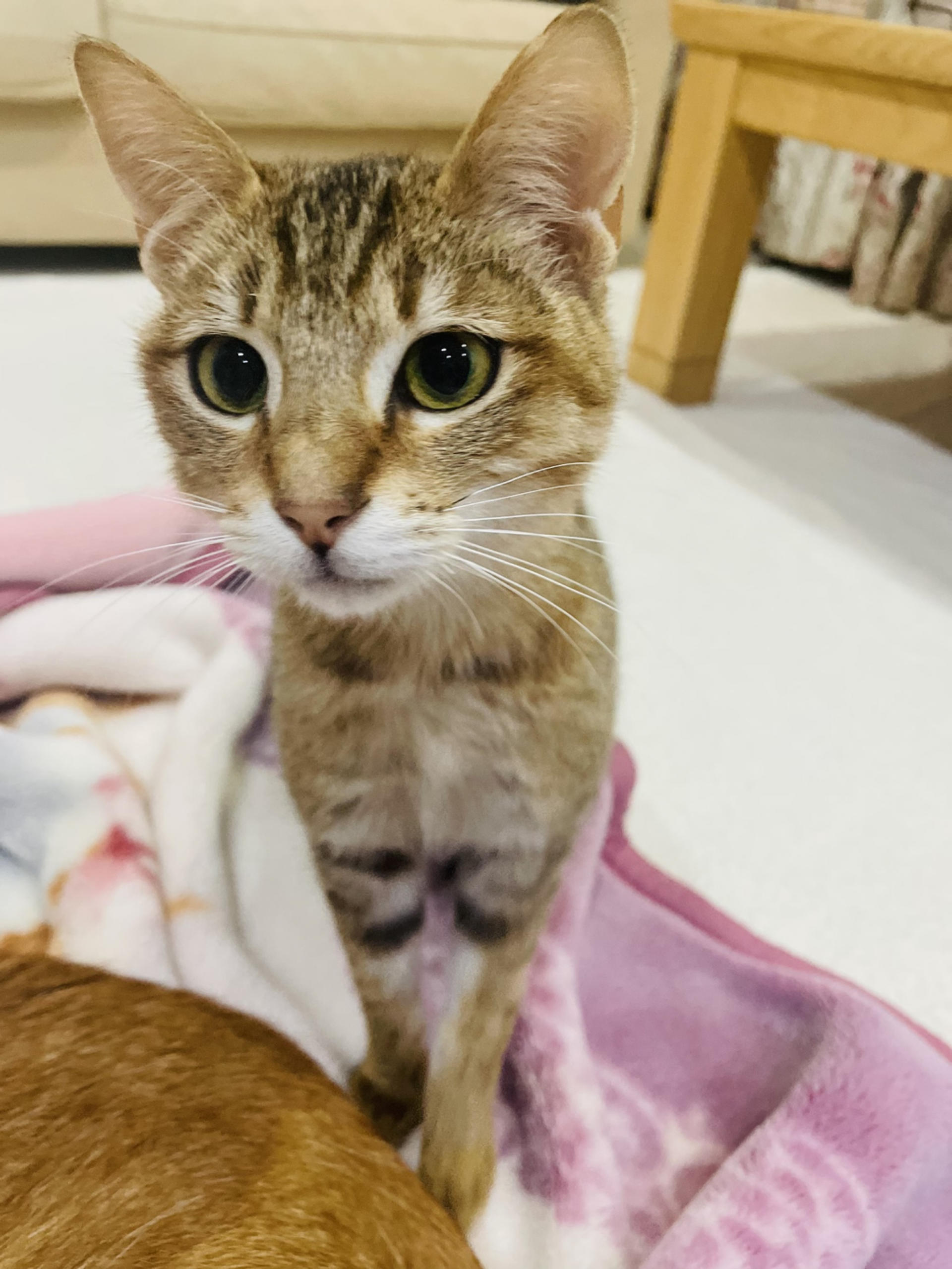 pet-image-4