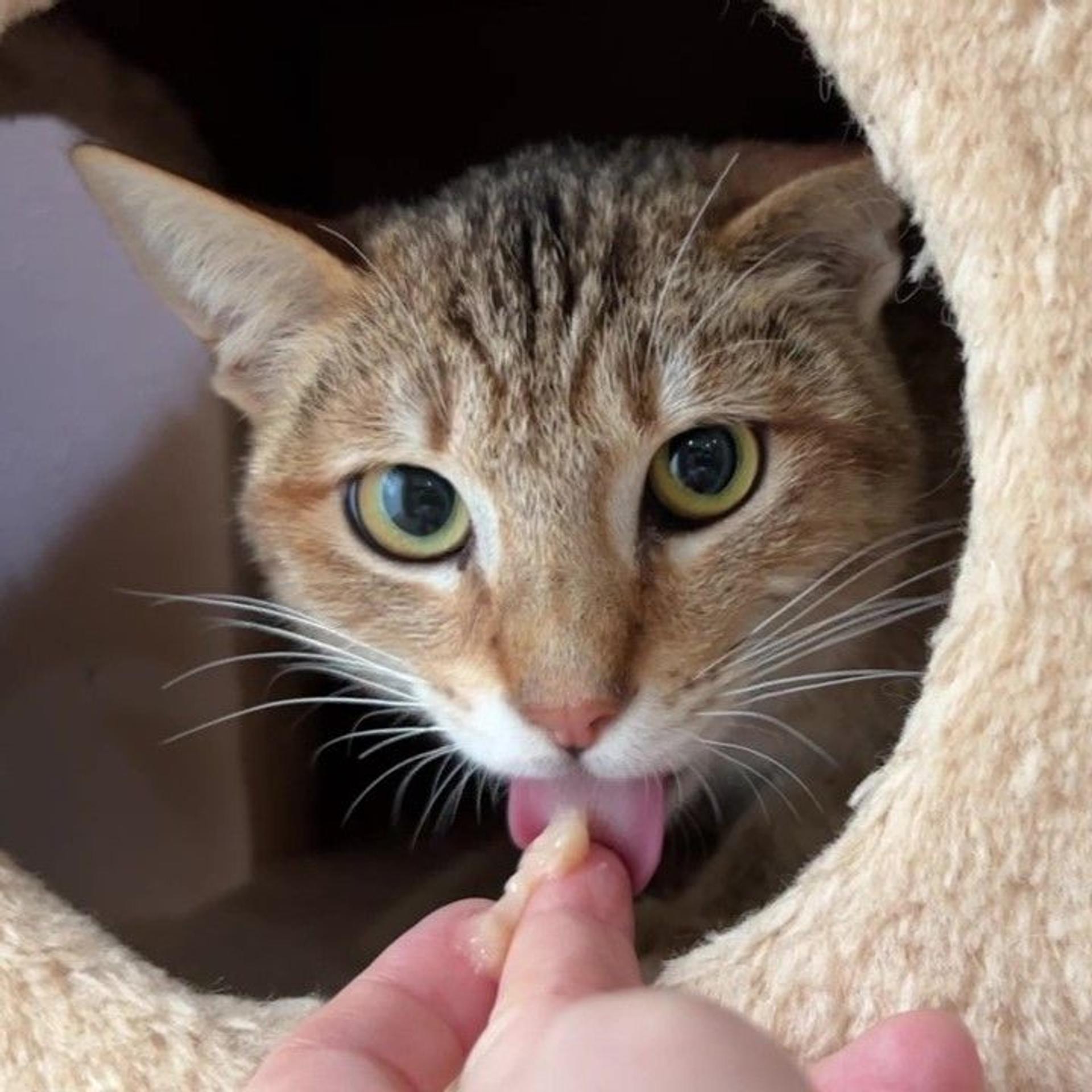 pet-image-6