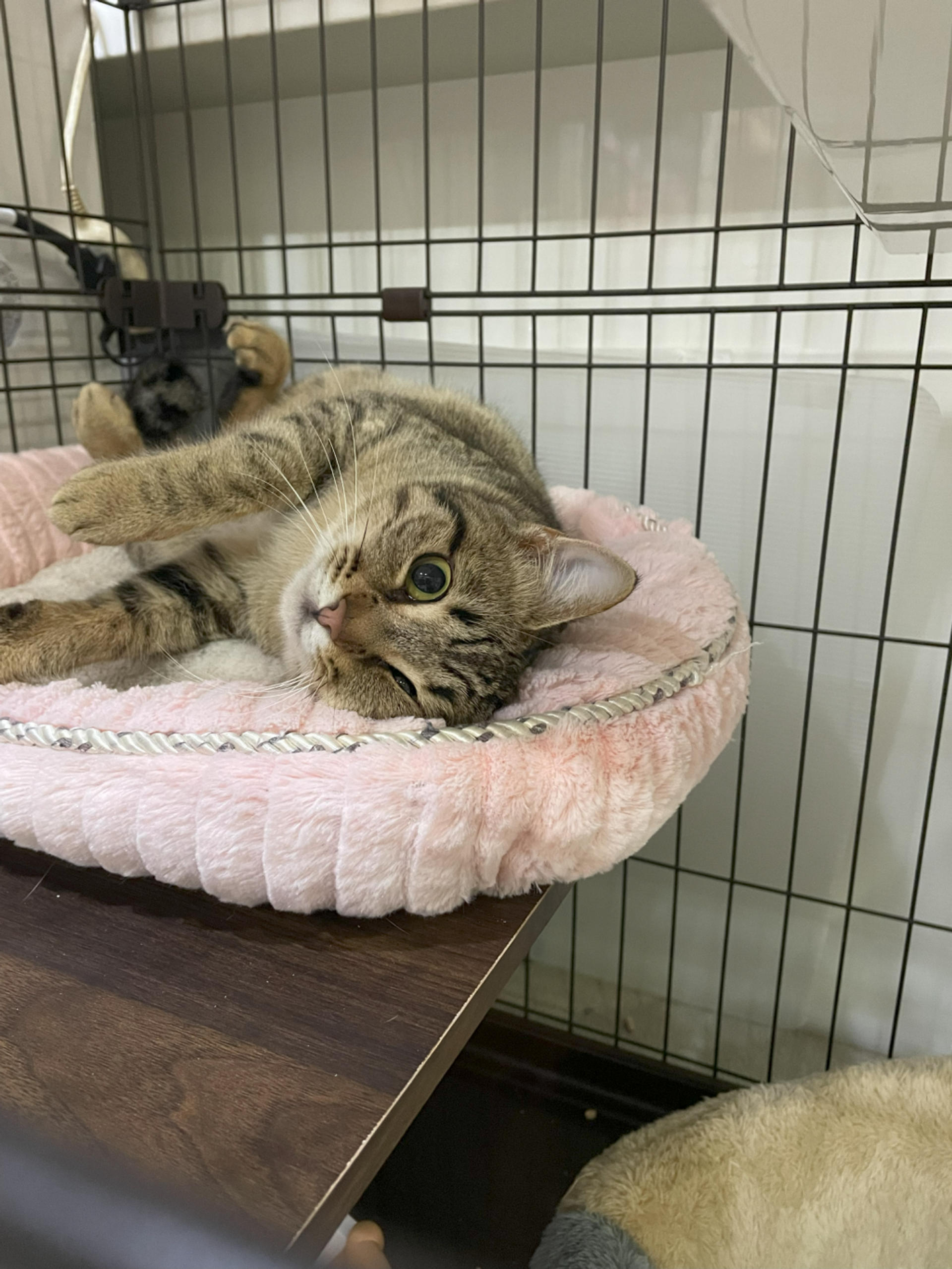 pet-image-7
