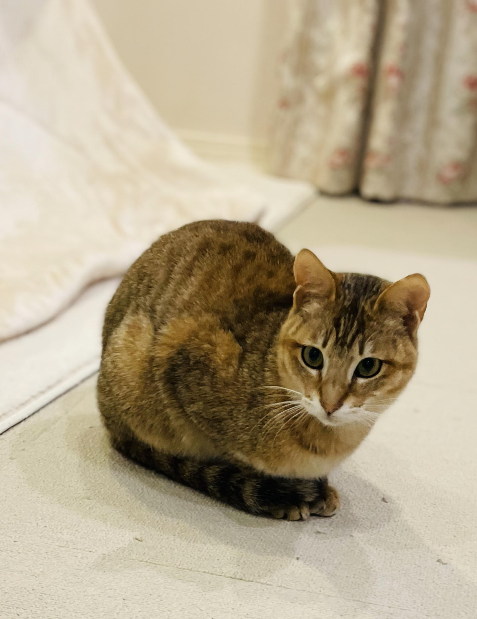 pet-image-8