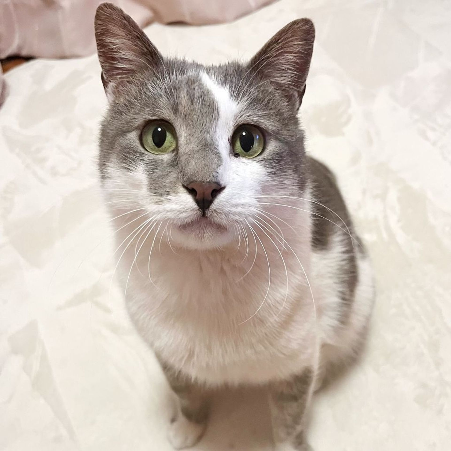 雑種（ミックス猫）・オスの里親募集の写真
