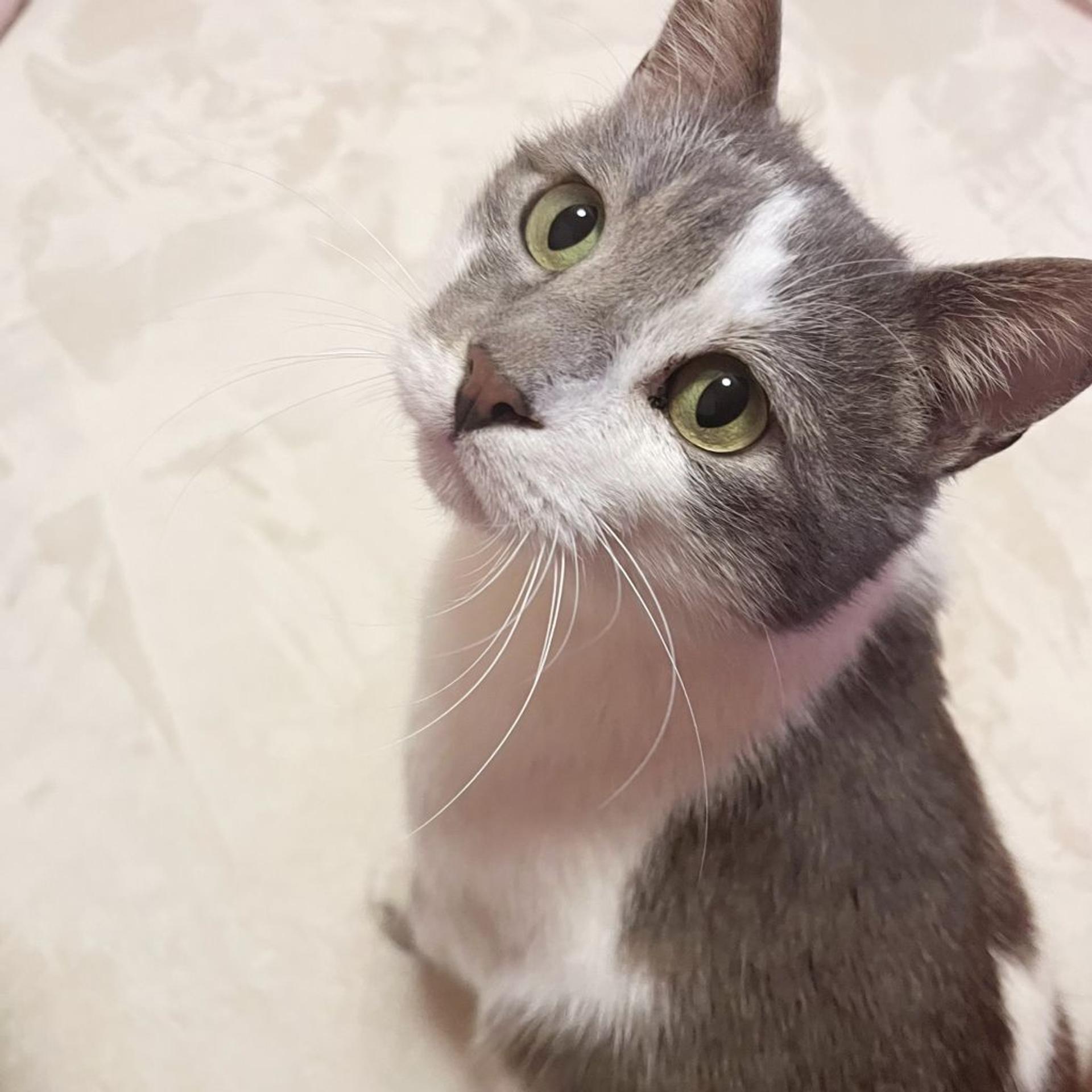 pet-image-4