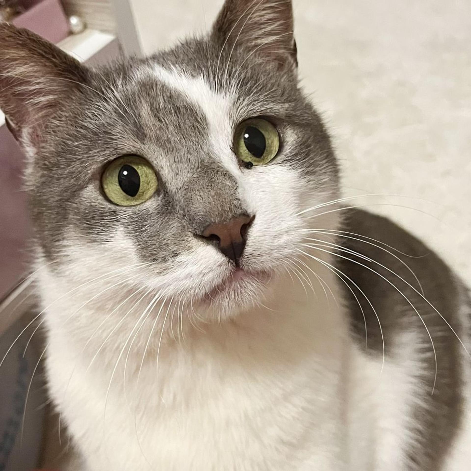 pet-image-9