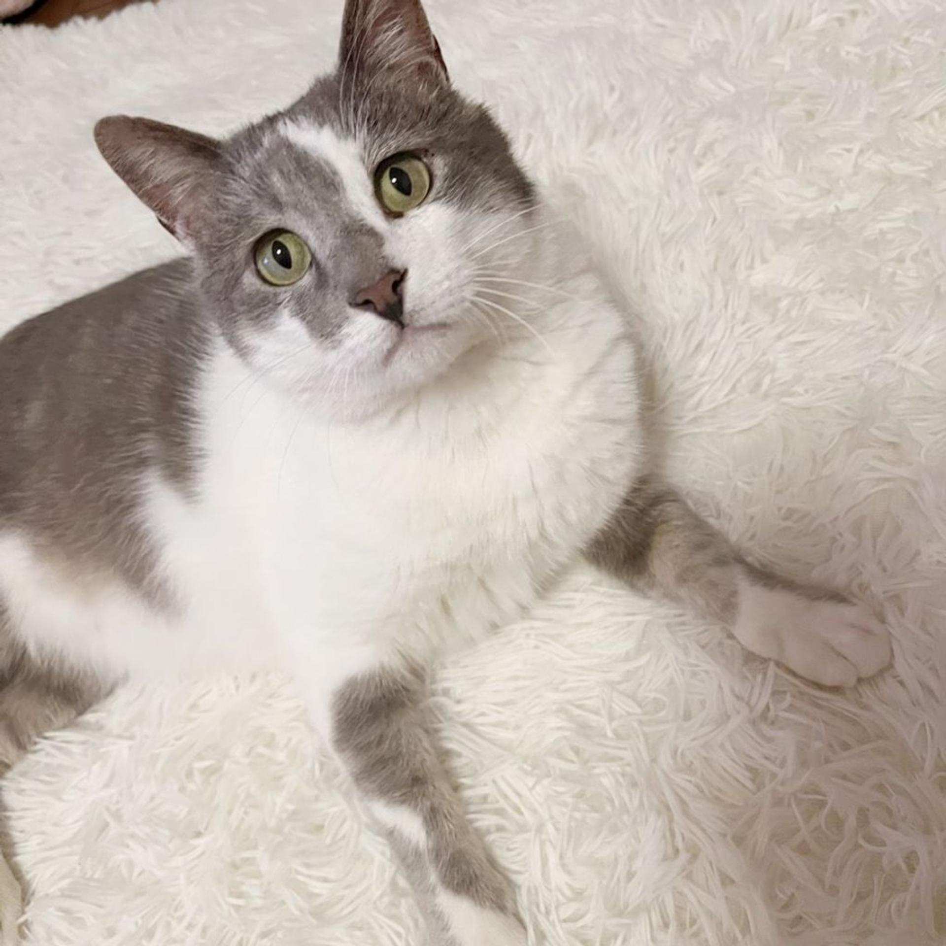 pet-image-8