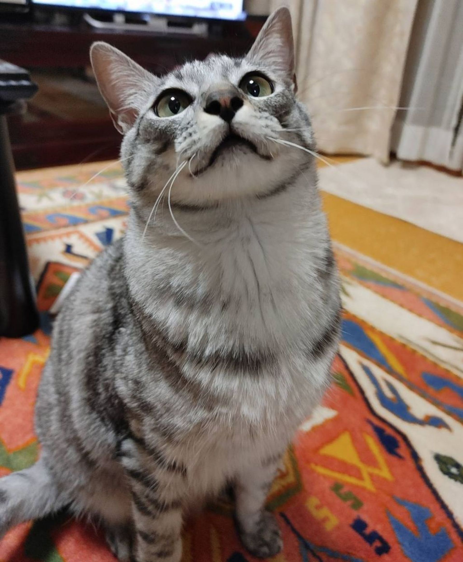 雑種（ミックス猫）・オスの里親募集の写真