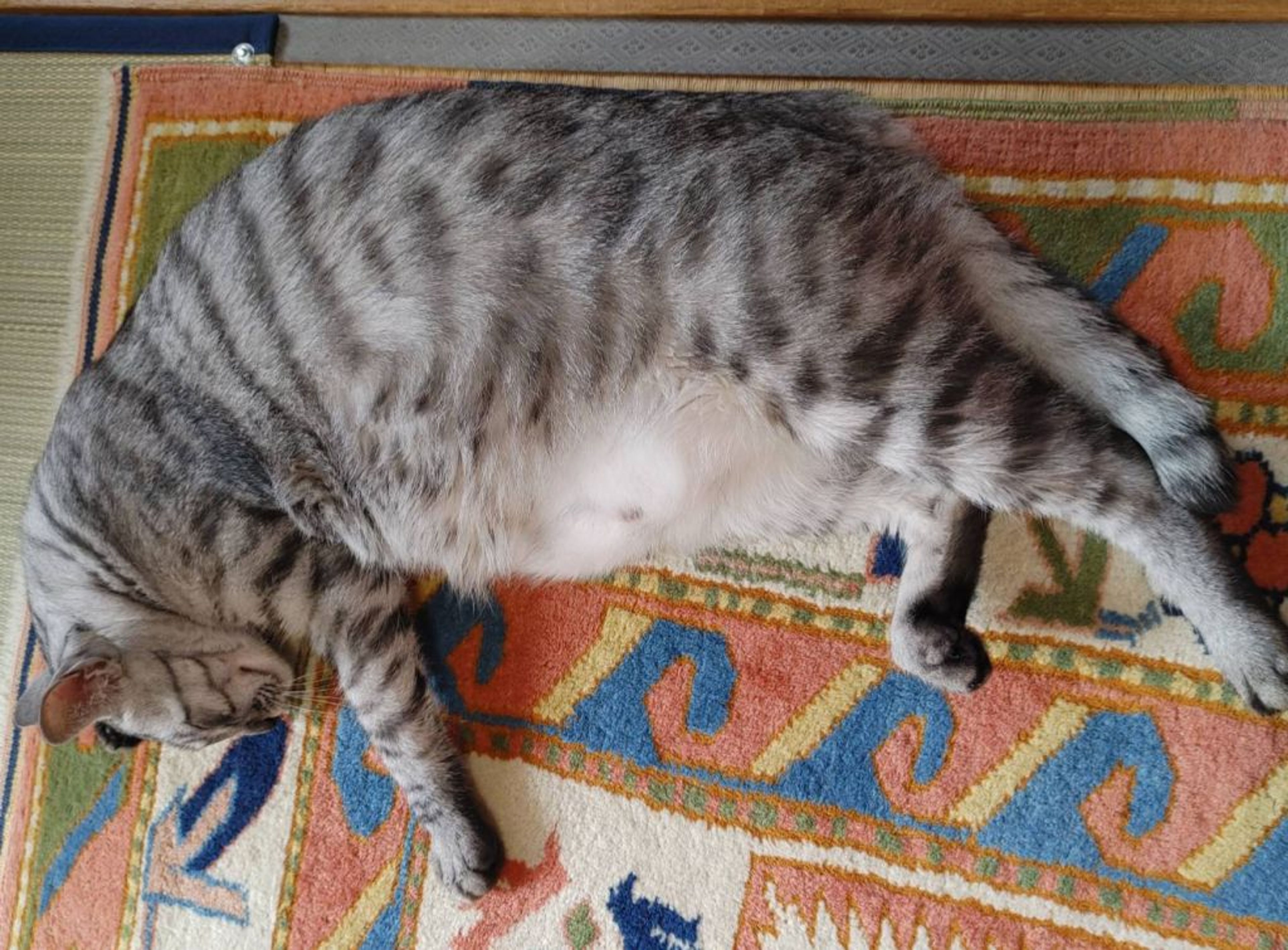 pet-image-2