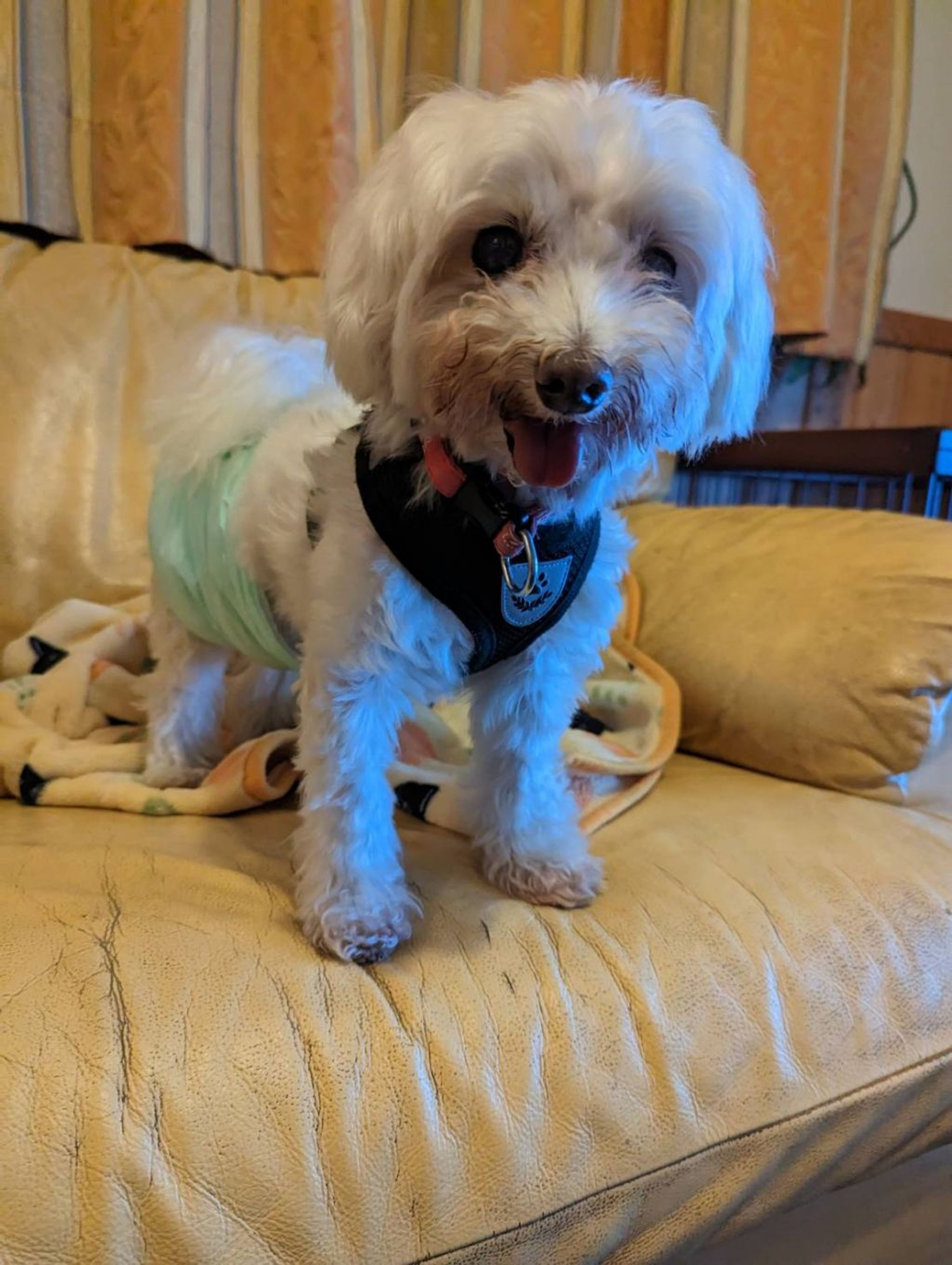 pet-image-2
