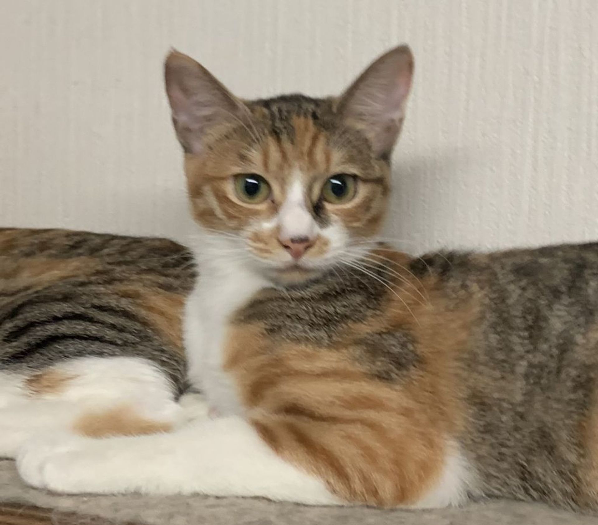 日本猫・メスの里親募集の写真