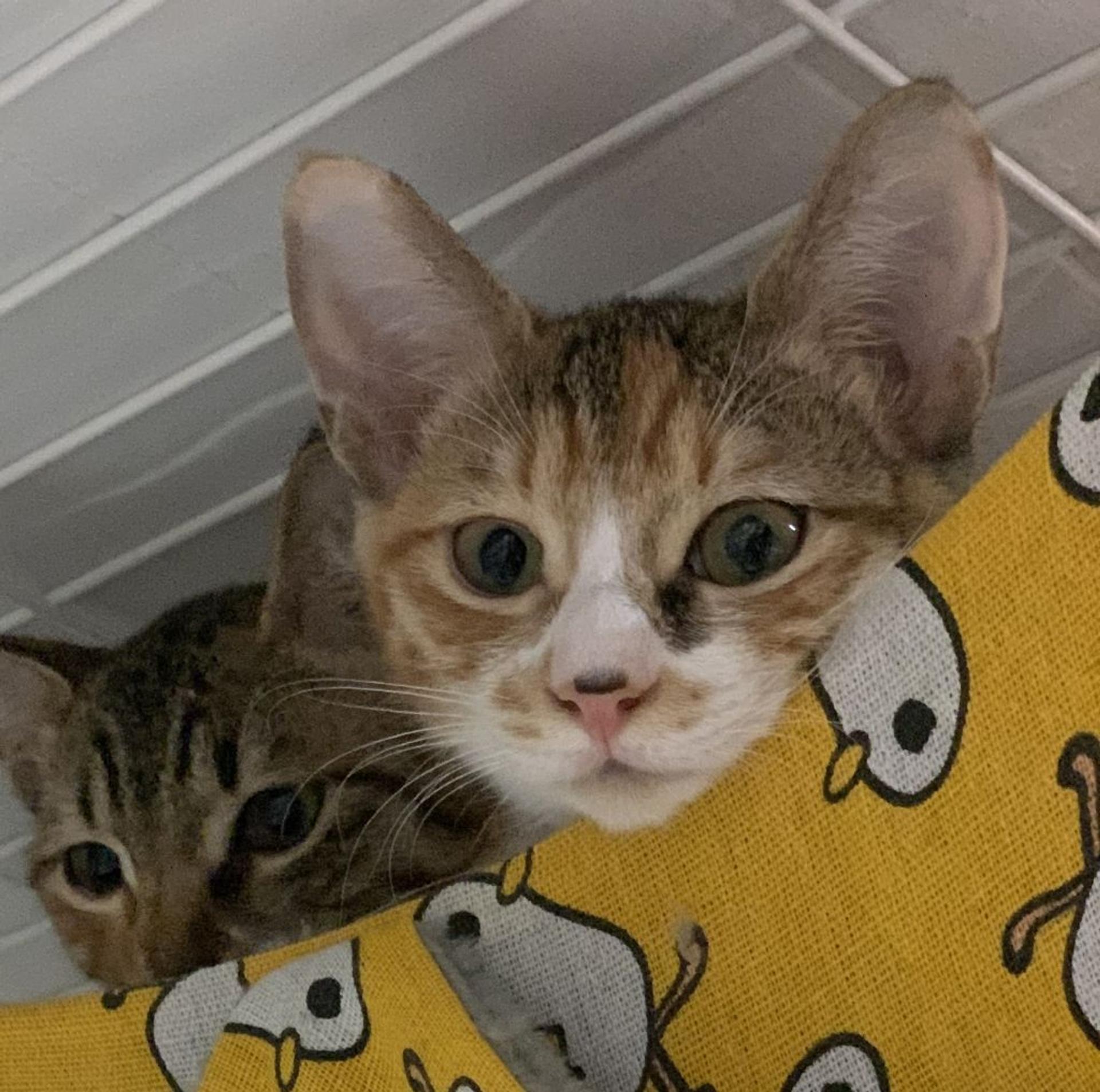 pet-image-4
