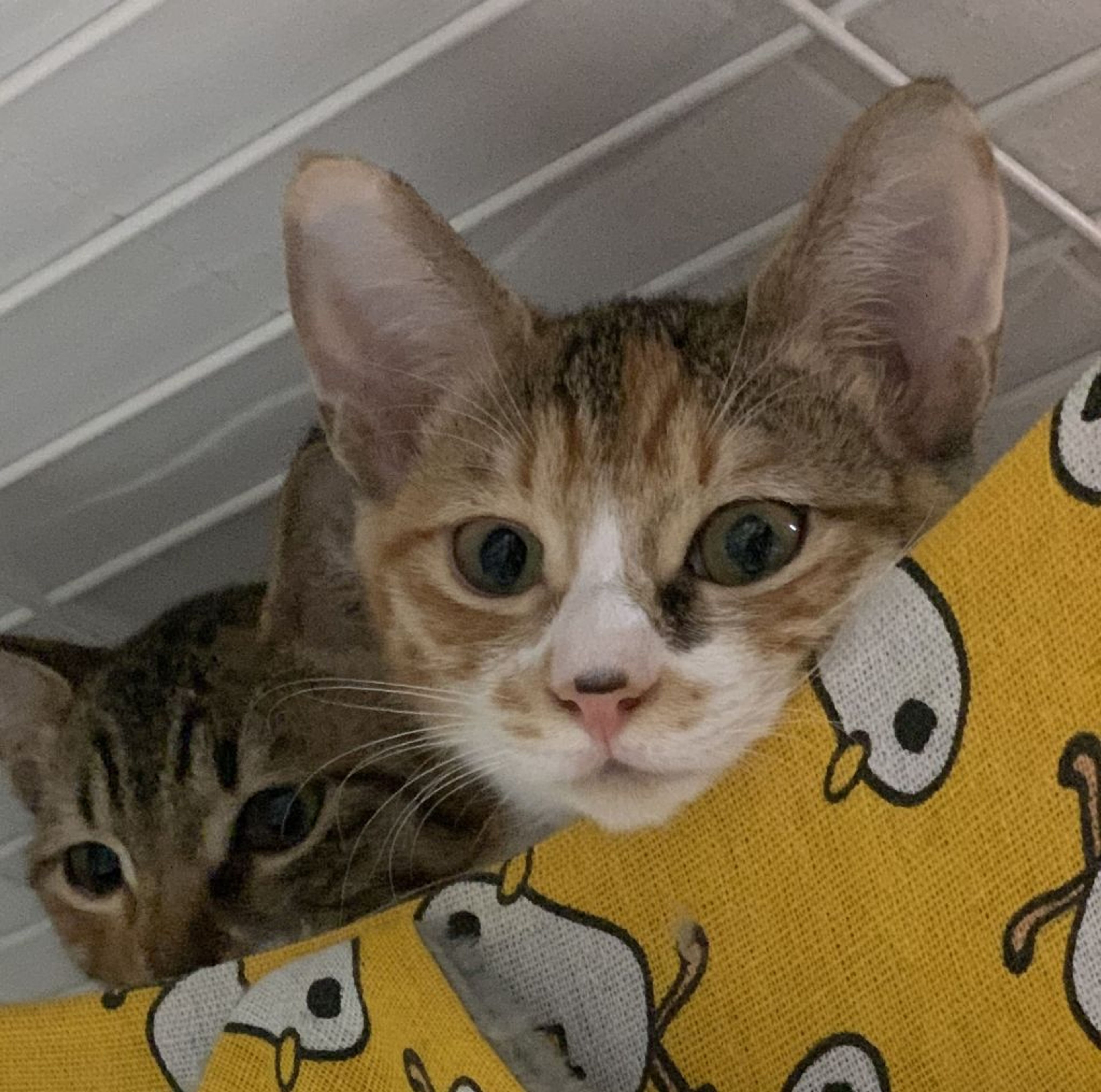 pet-image-4