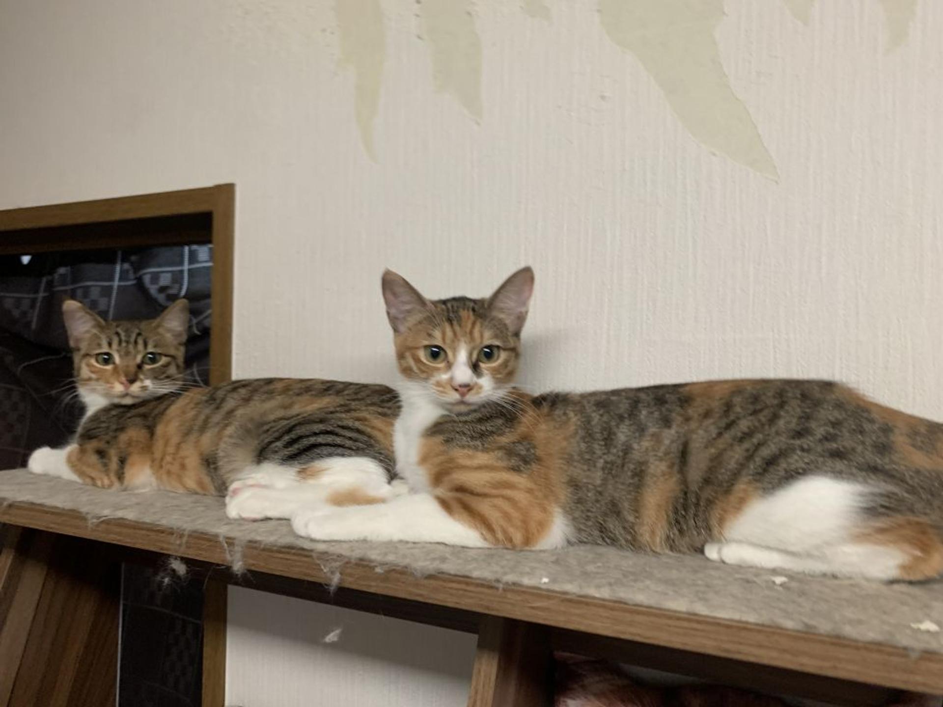 pet-image-6
