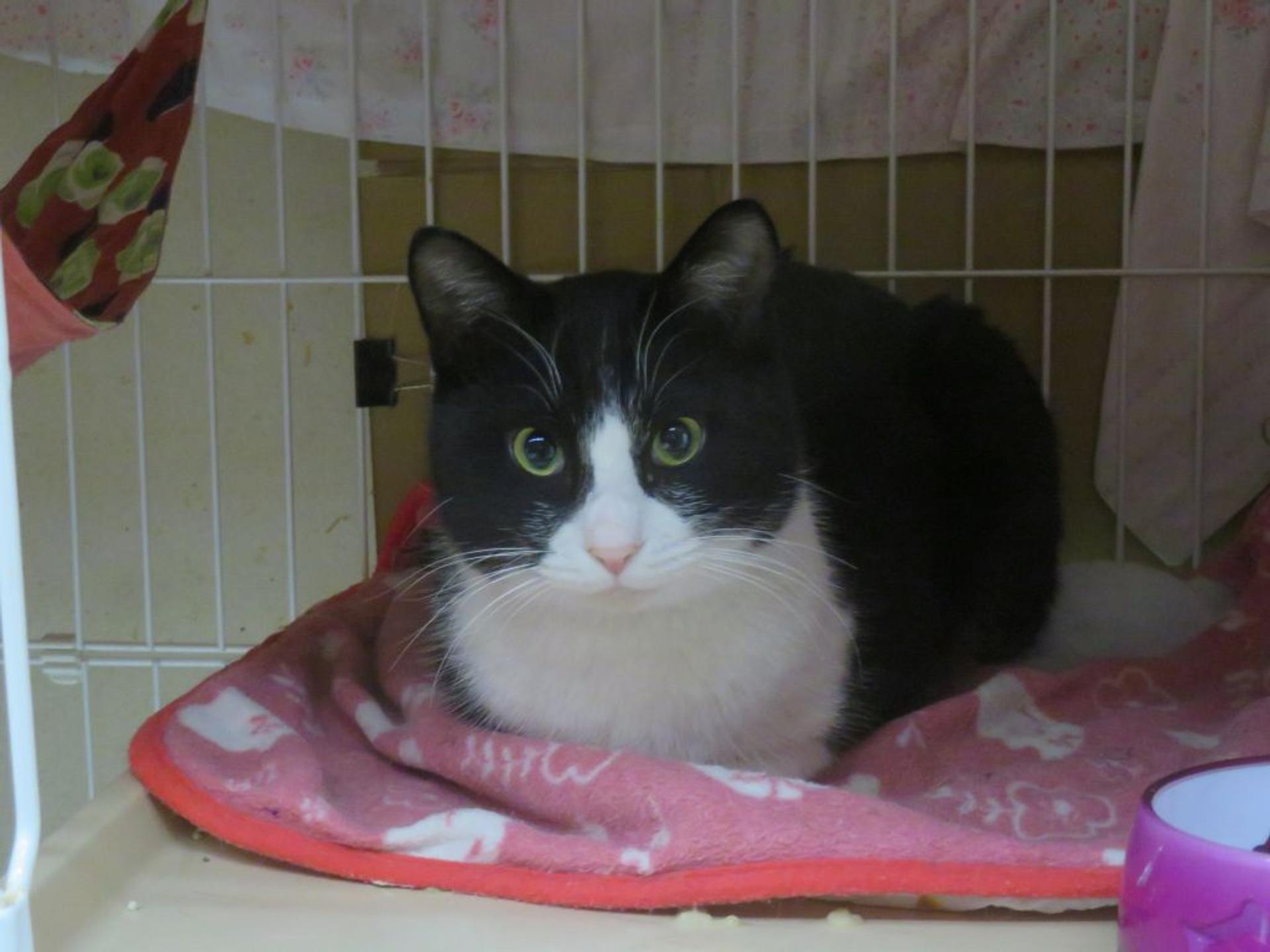 pet-image-3