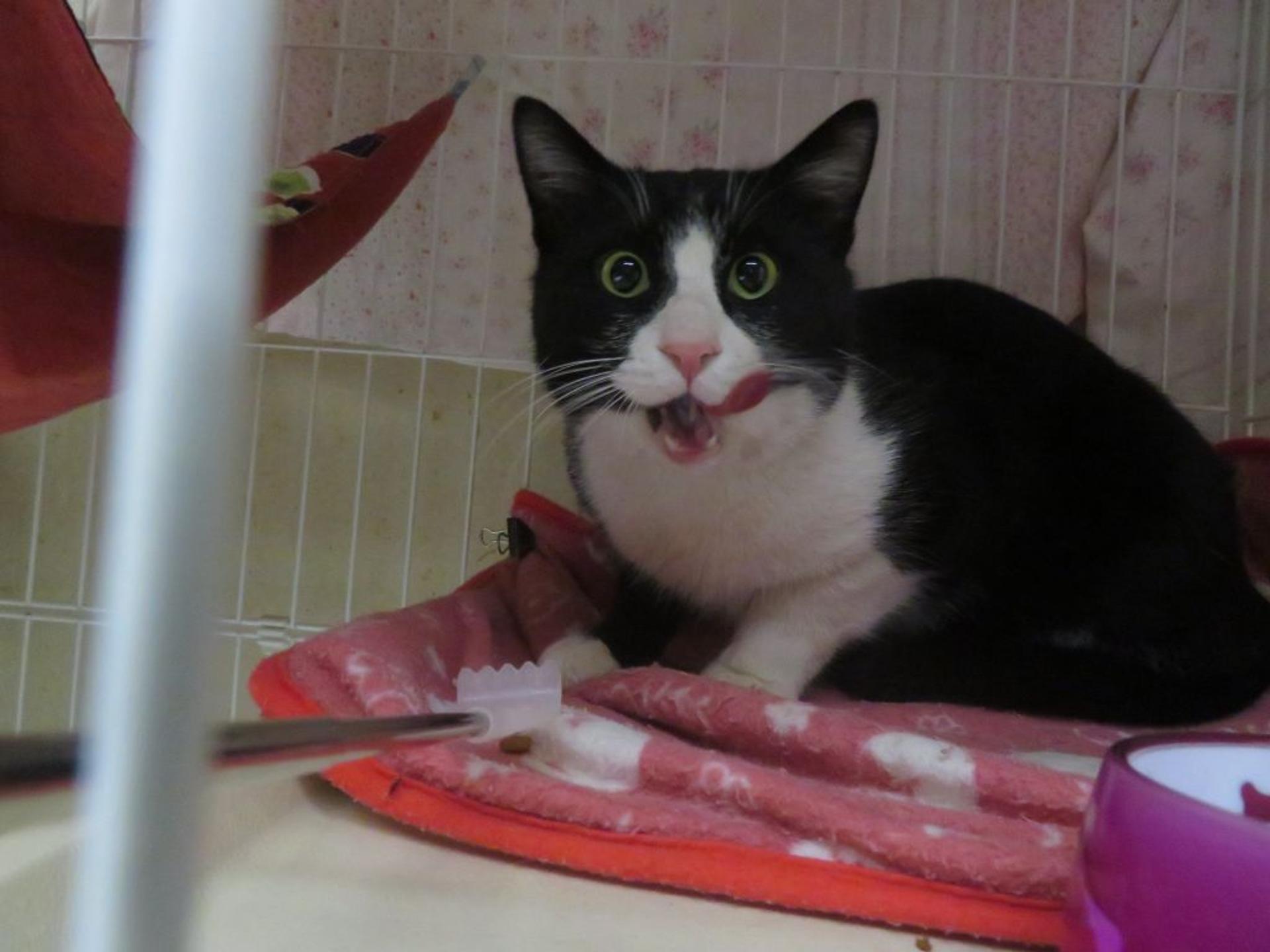 pet-image-5