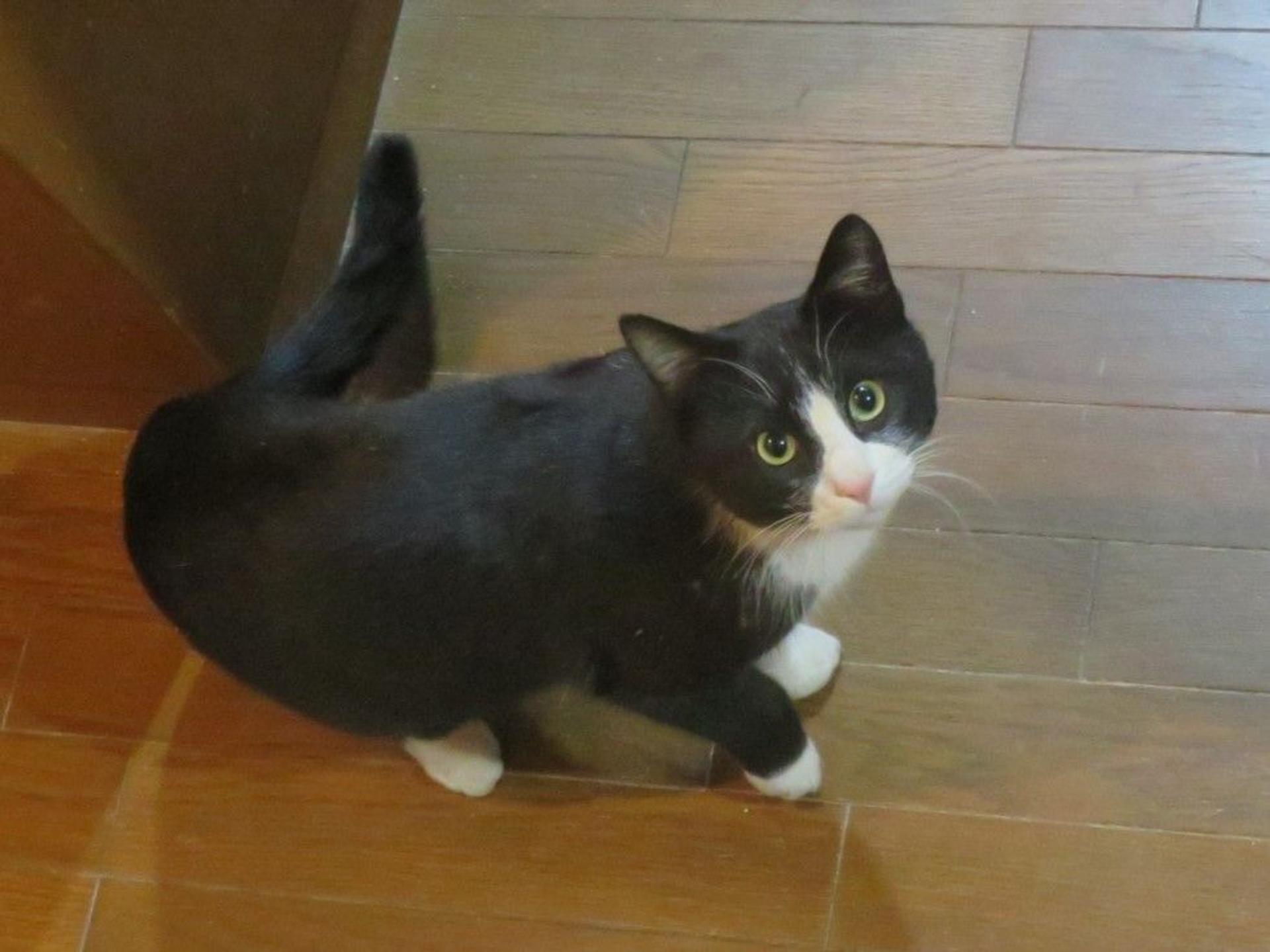 pet-image-6