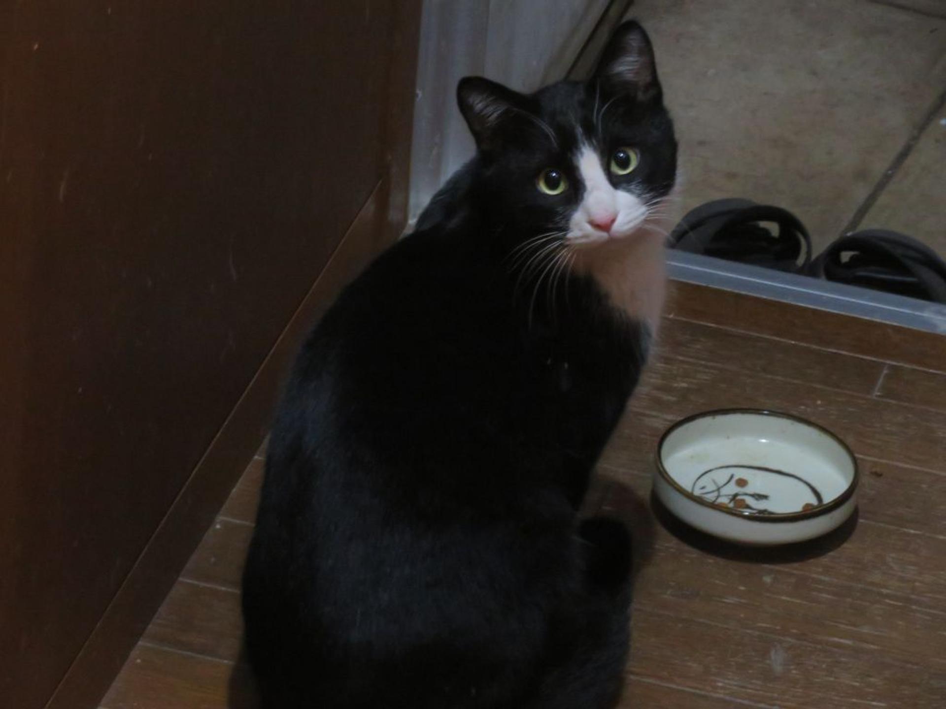 pet-image-7
