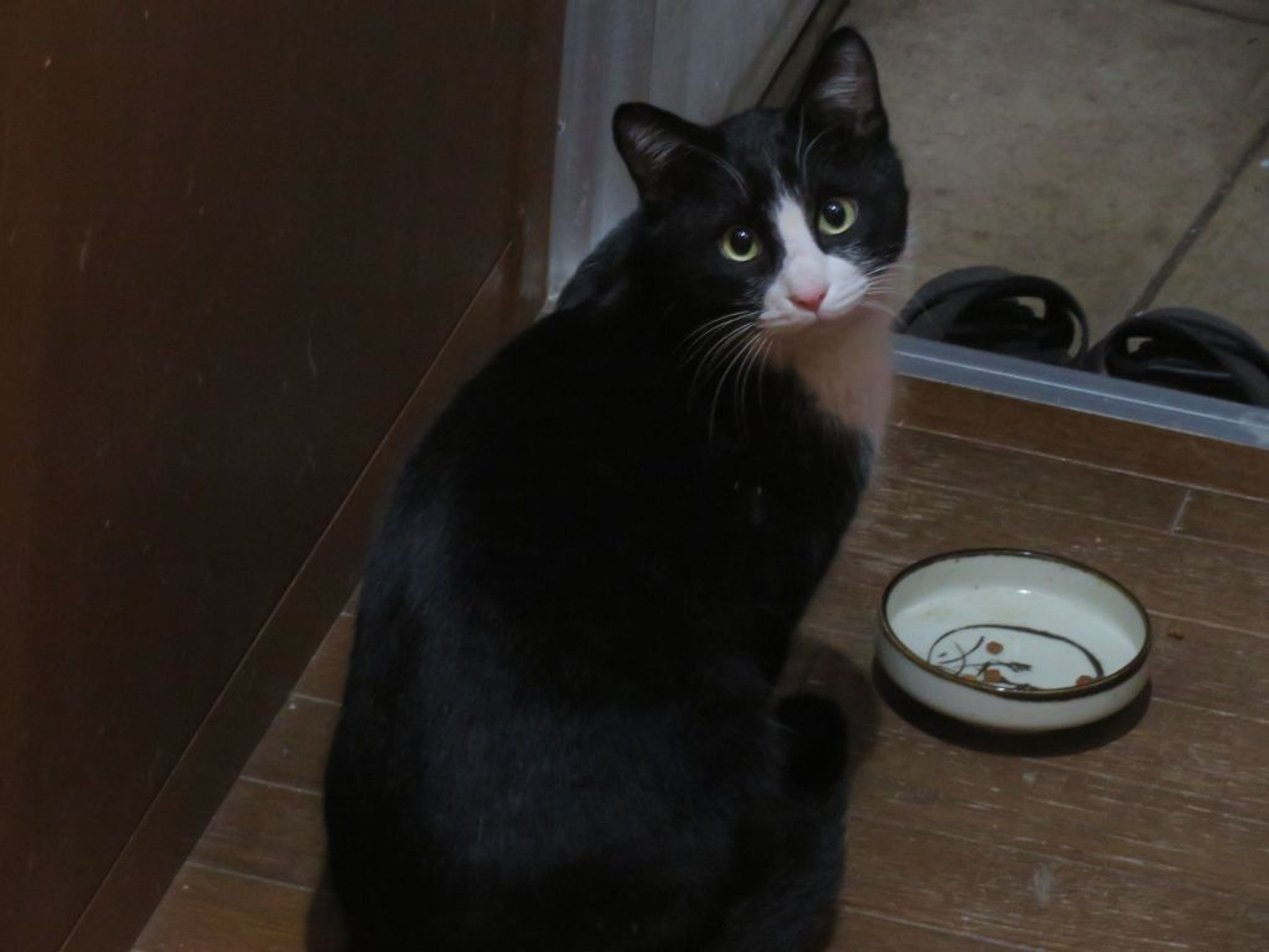 pet-image-7
