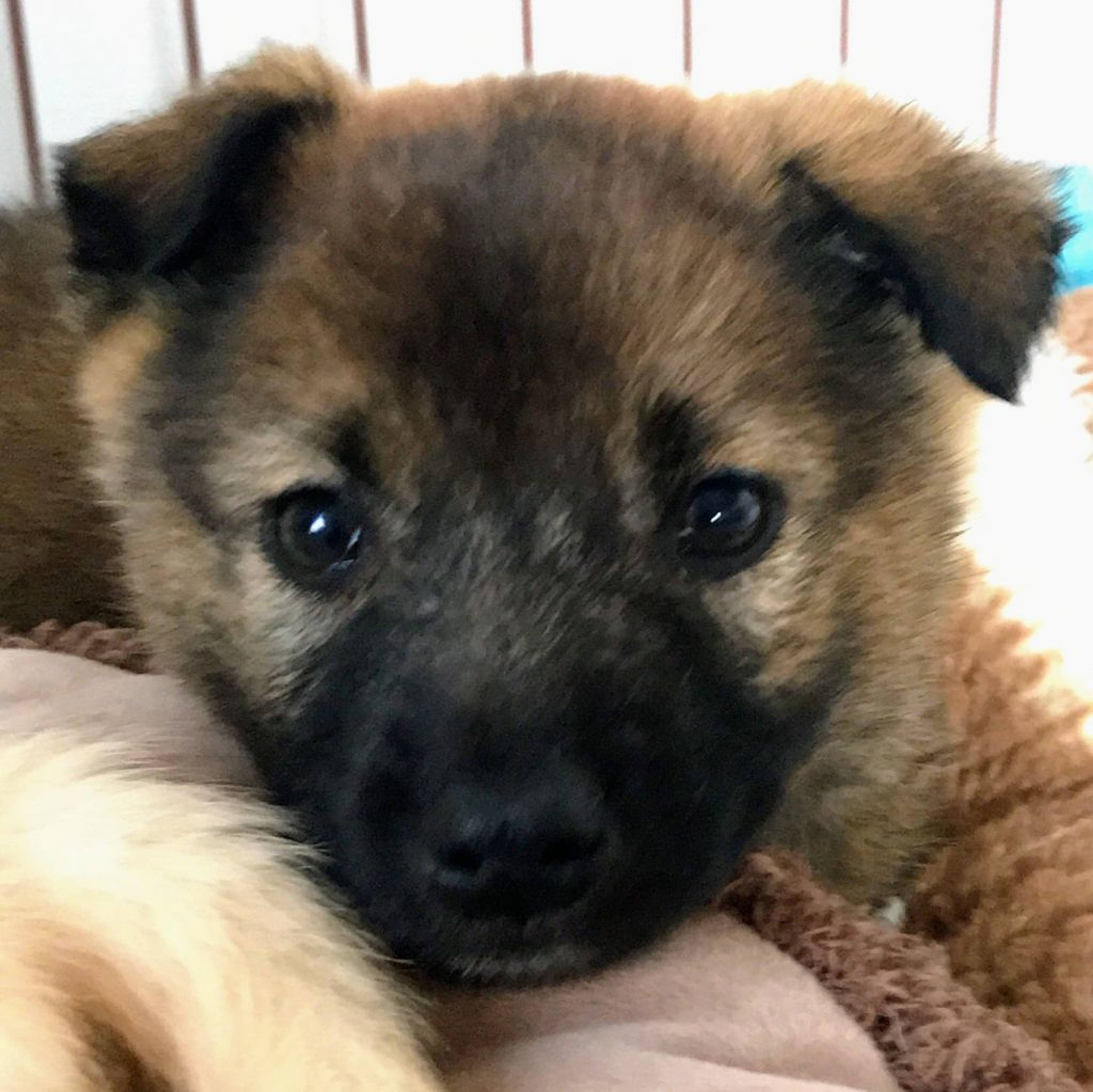 雑種（ミックス犬）・オスの里親募集の写真