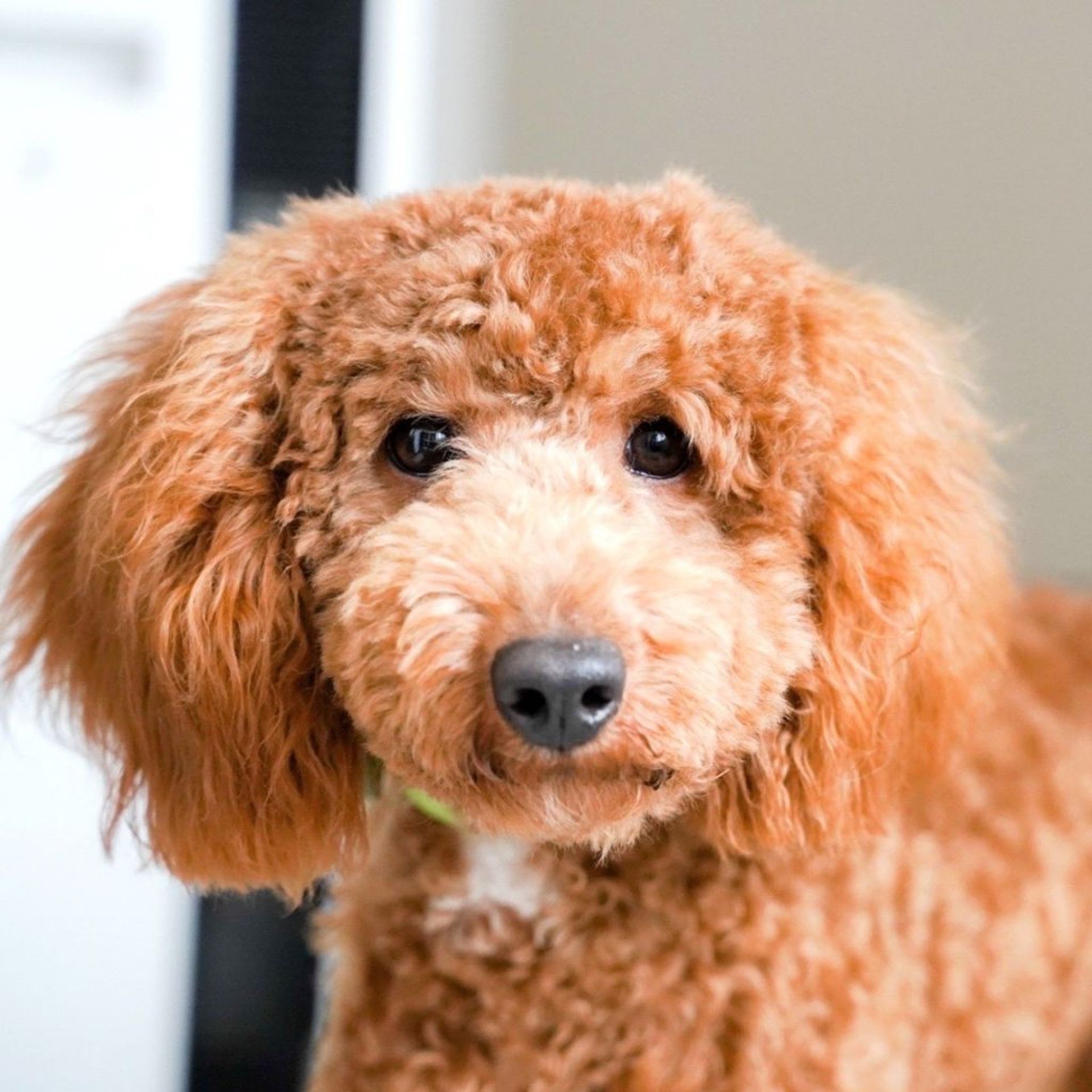 雑種（ミックス犬）・オスの里親募集の写真