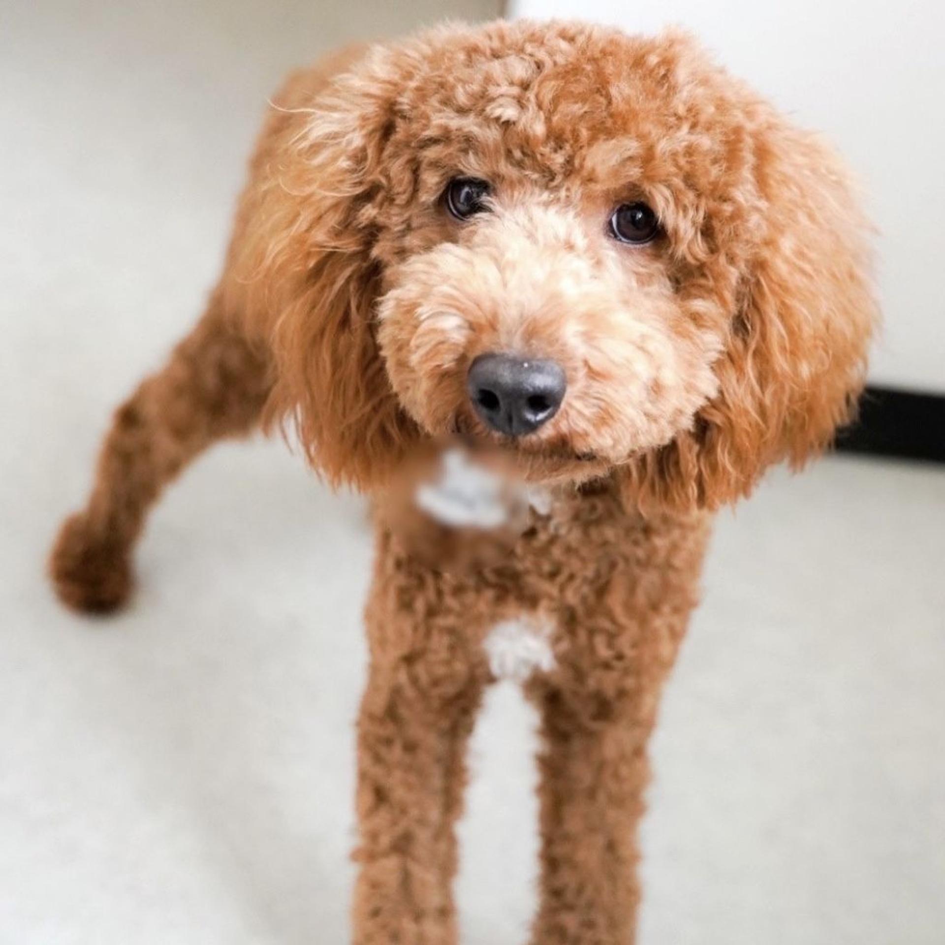 pet-image-2